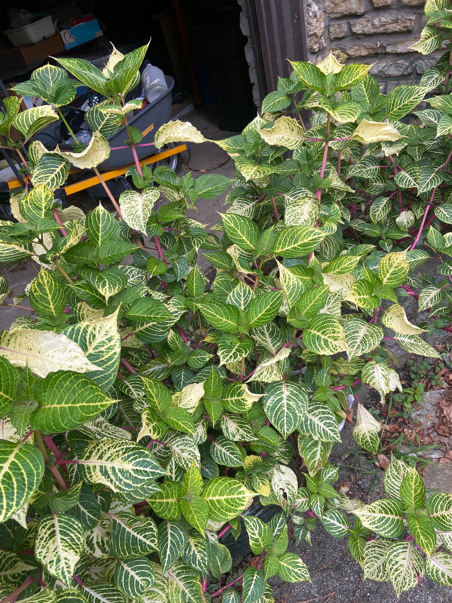 IRESINE diffusa Formosana