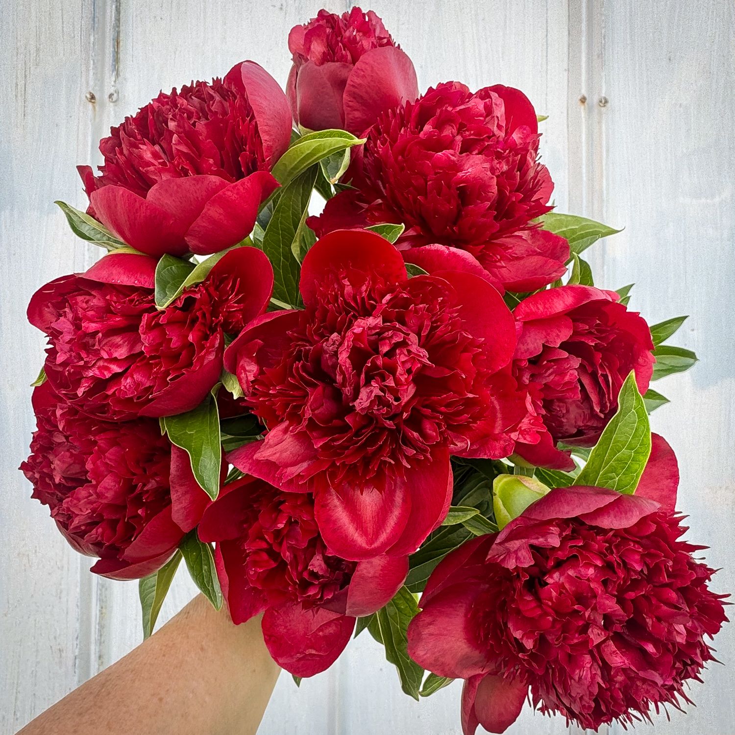 PAEONIA lactiflora x officinalis Red Charm