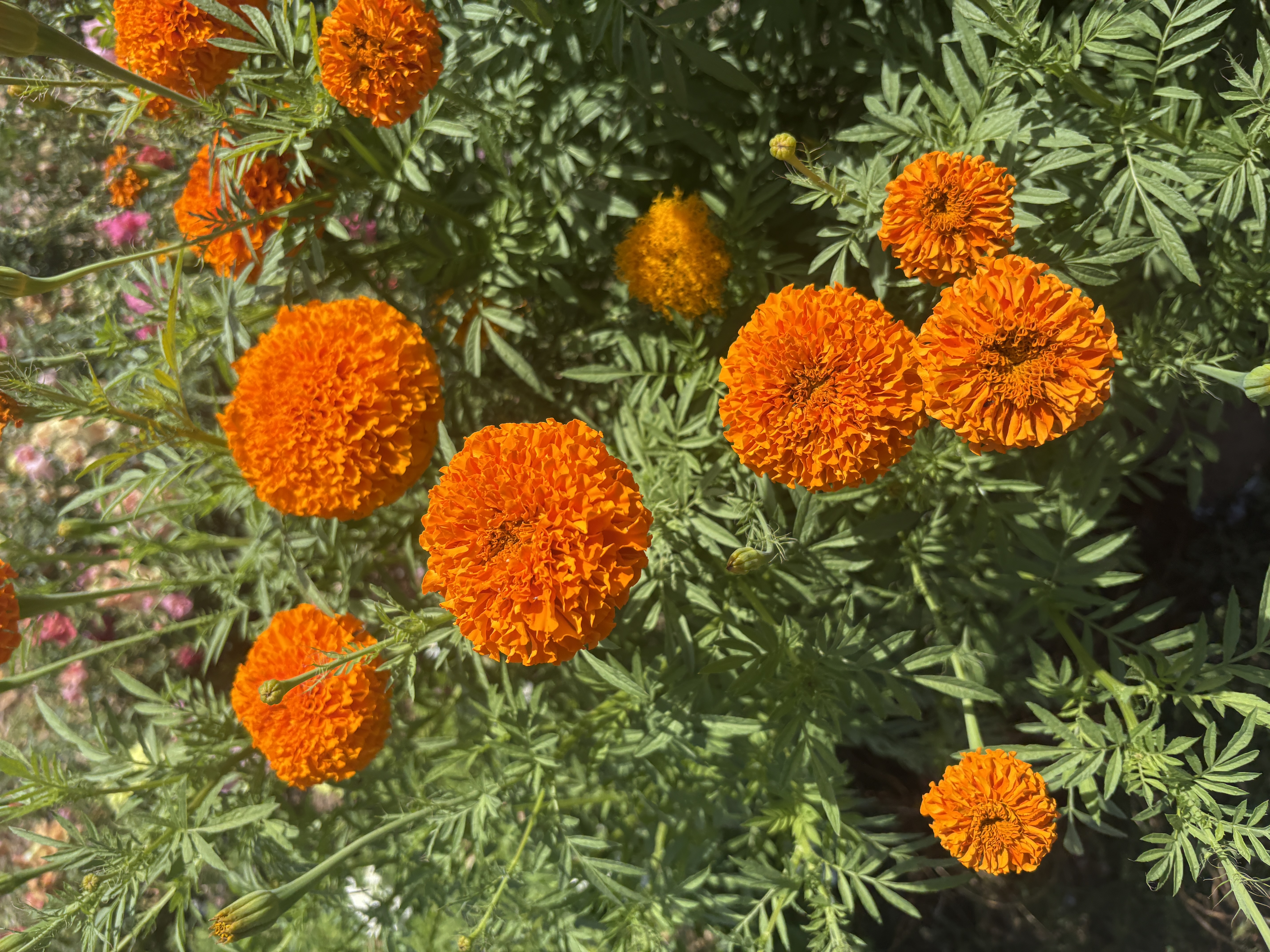 TAGETES erecta