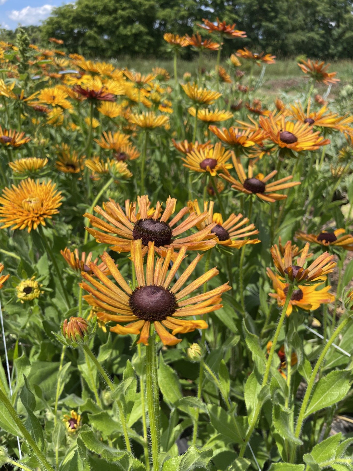 RUDBECKIA hirta Chim Chiminee