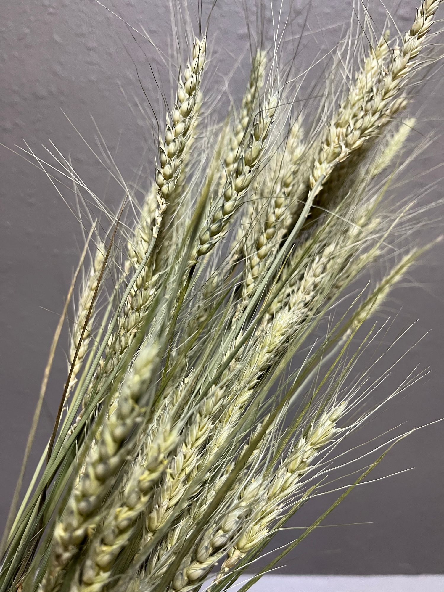 TRITICUM aestivum