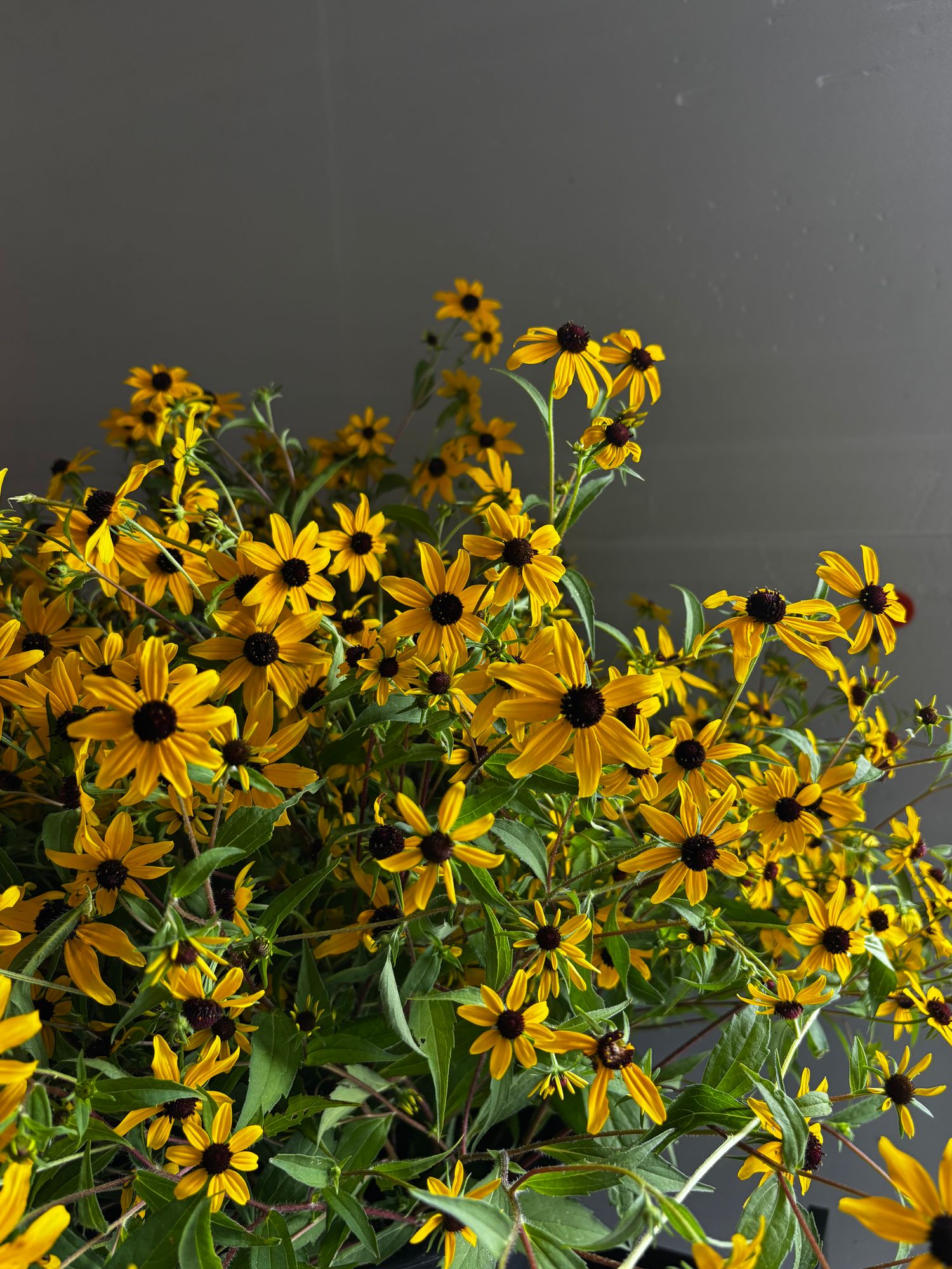 RUDBECKIA triloba