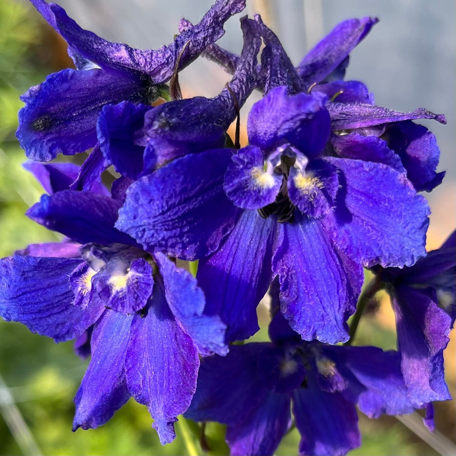 DELPHINIUM x belladonna Blue Donna