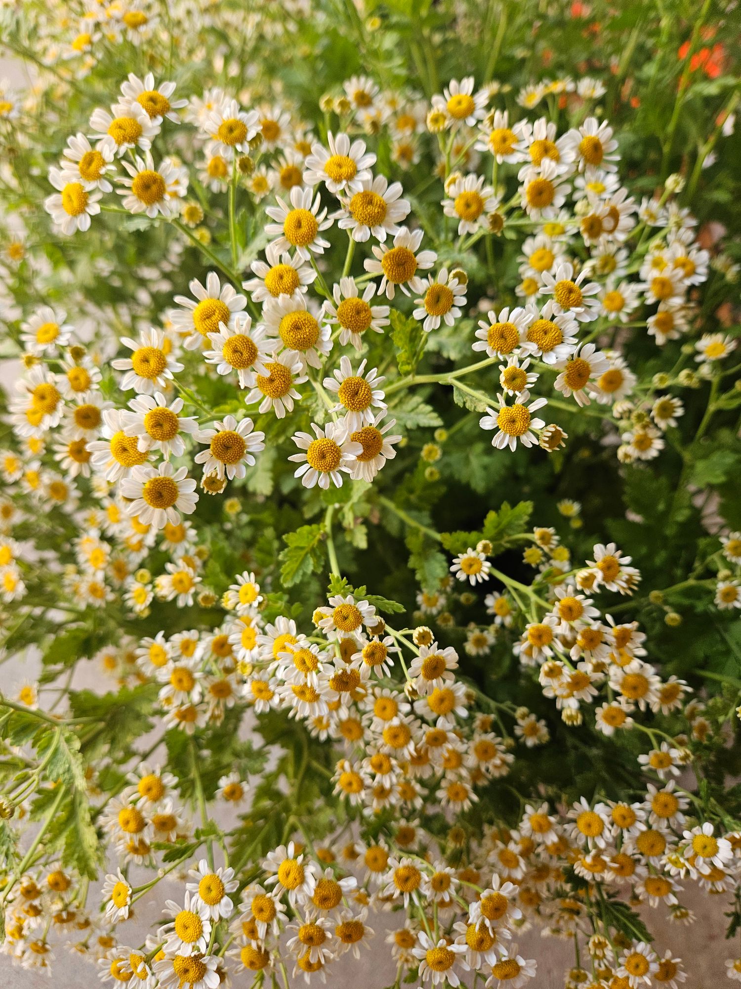 TANACETUM parthenium Vegmo Single