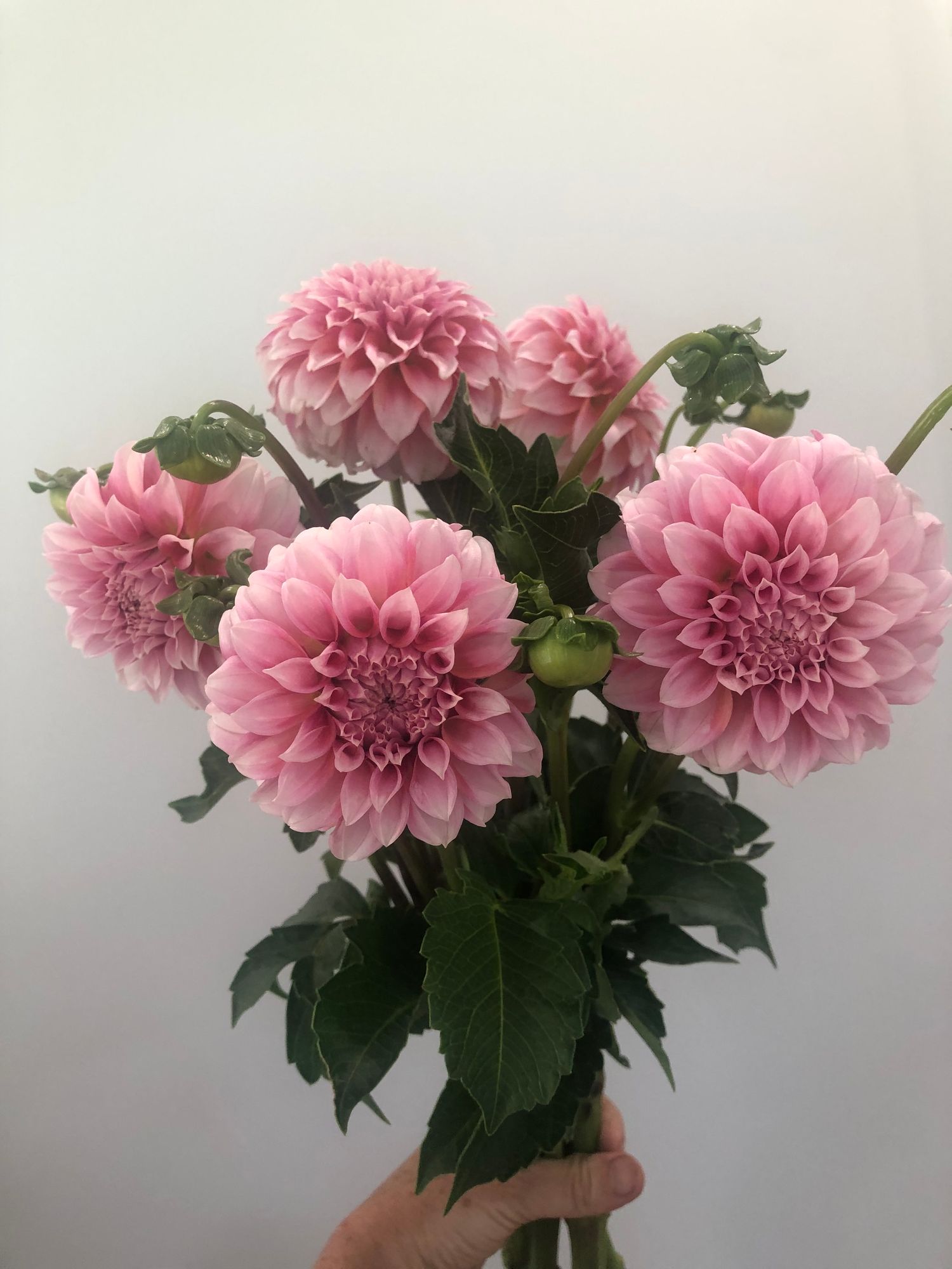 DAHLIA Peaches n Cream