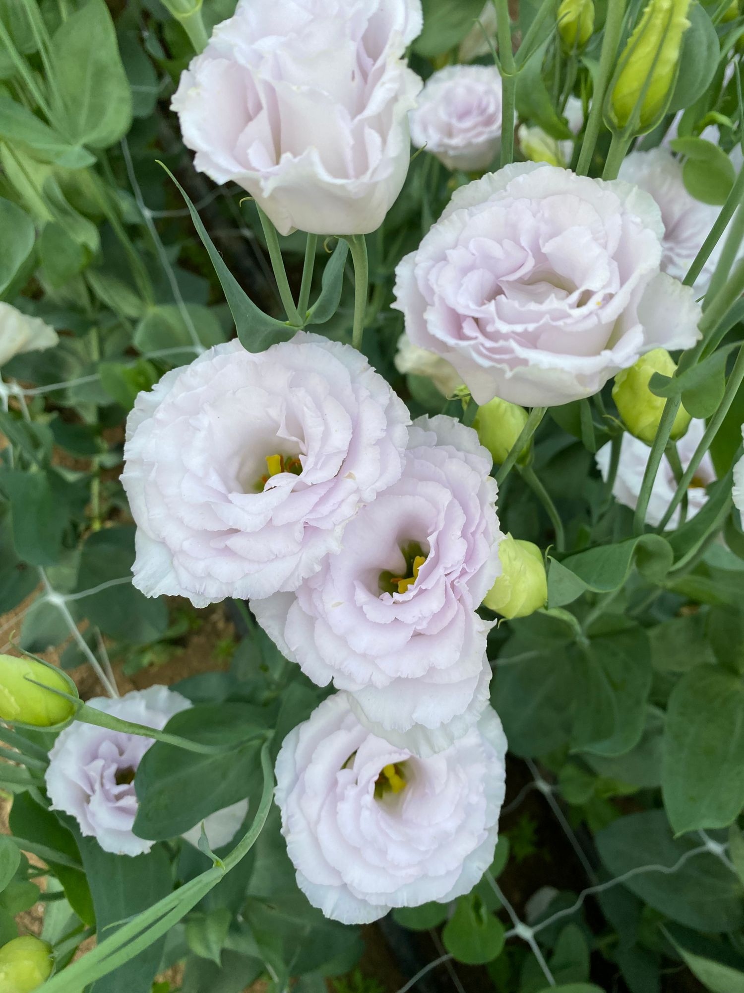 EUSTOMA grandiflorum