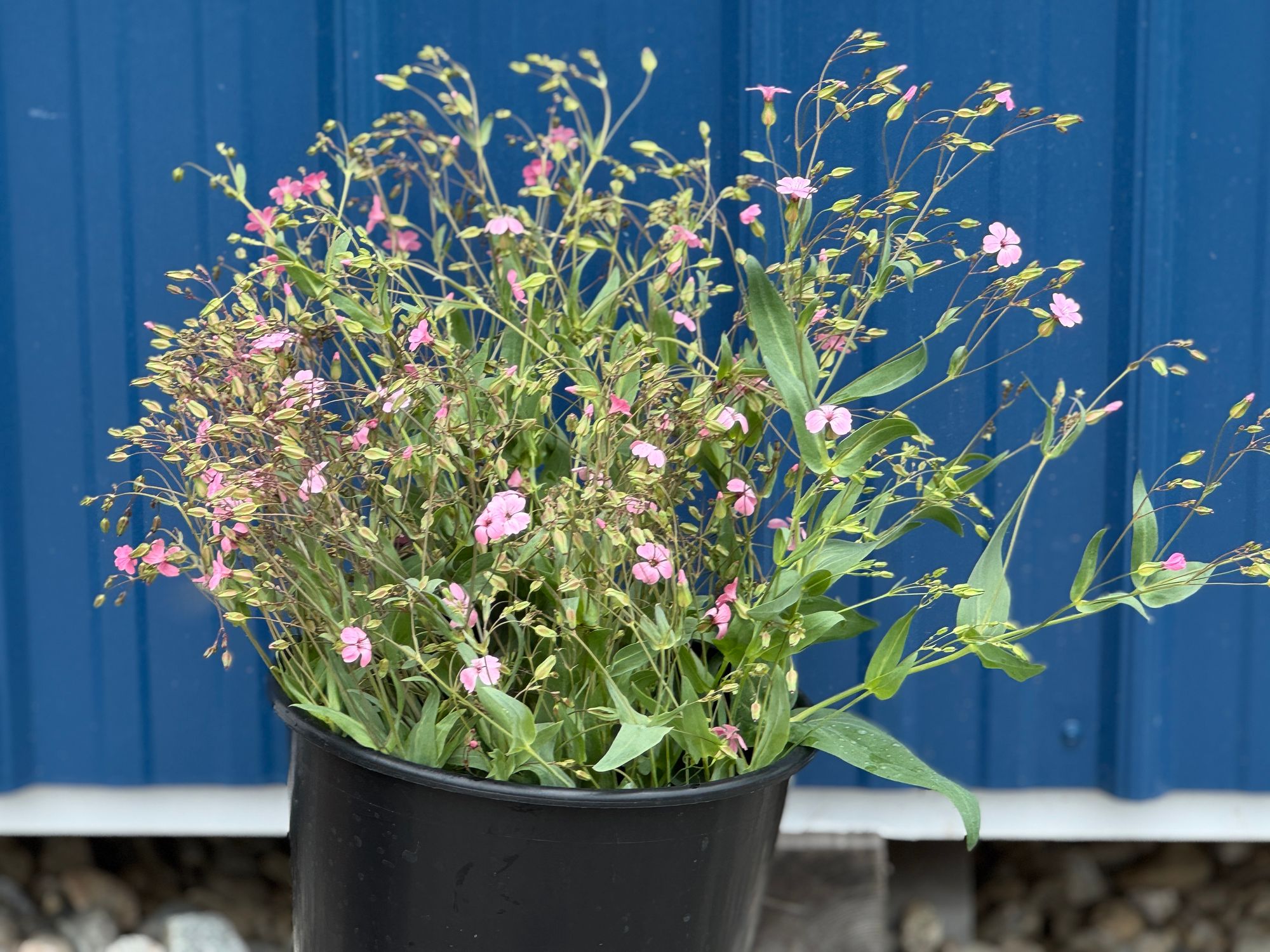 SAPONARIA officinalis