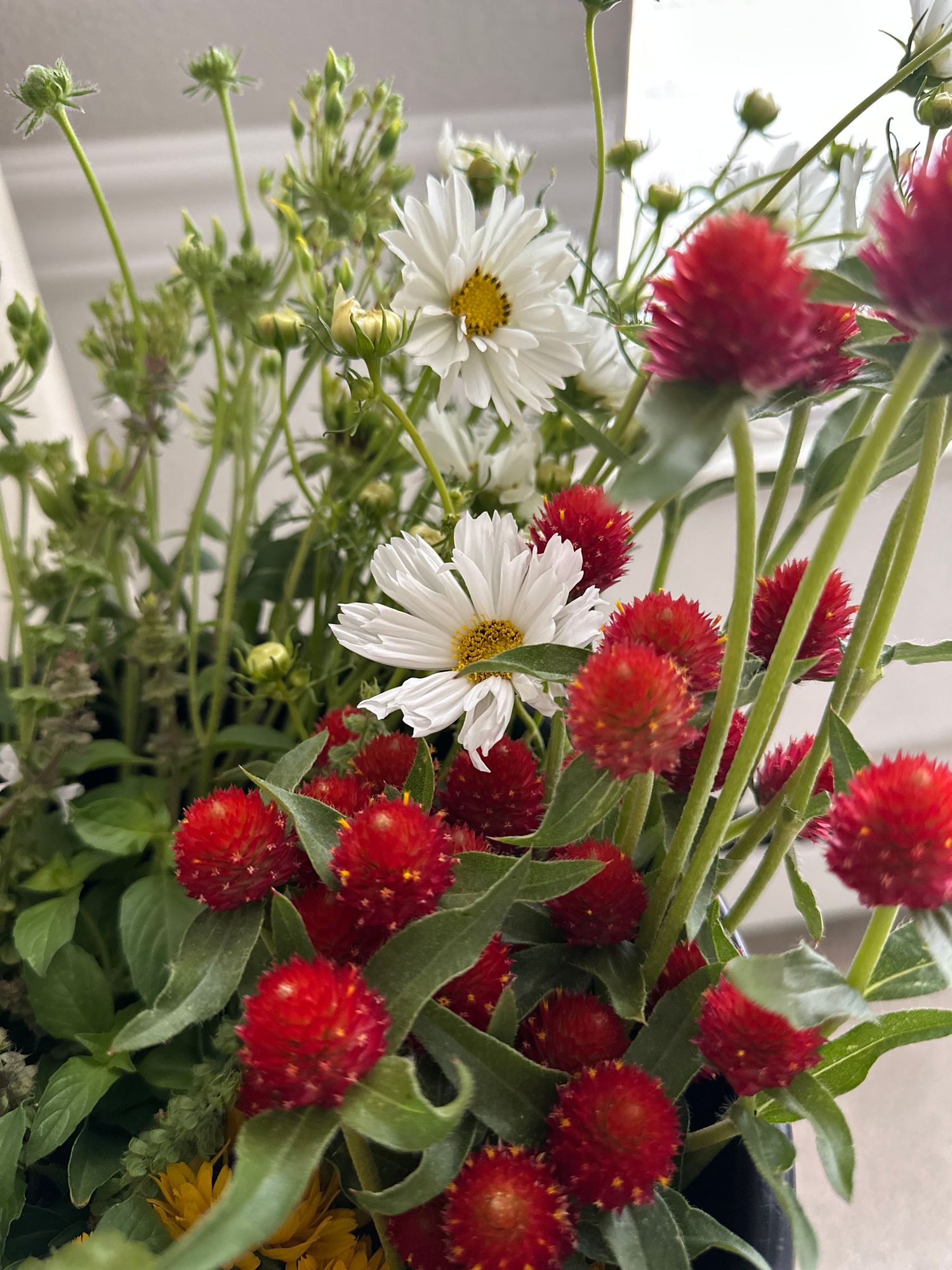 GOMPHRENA haageana Strawberry Fields
