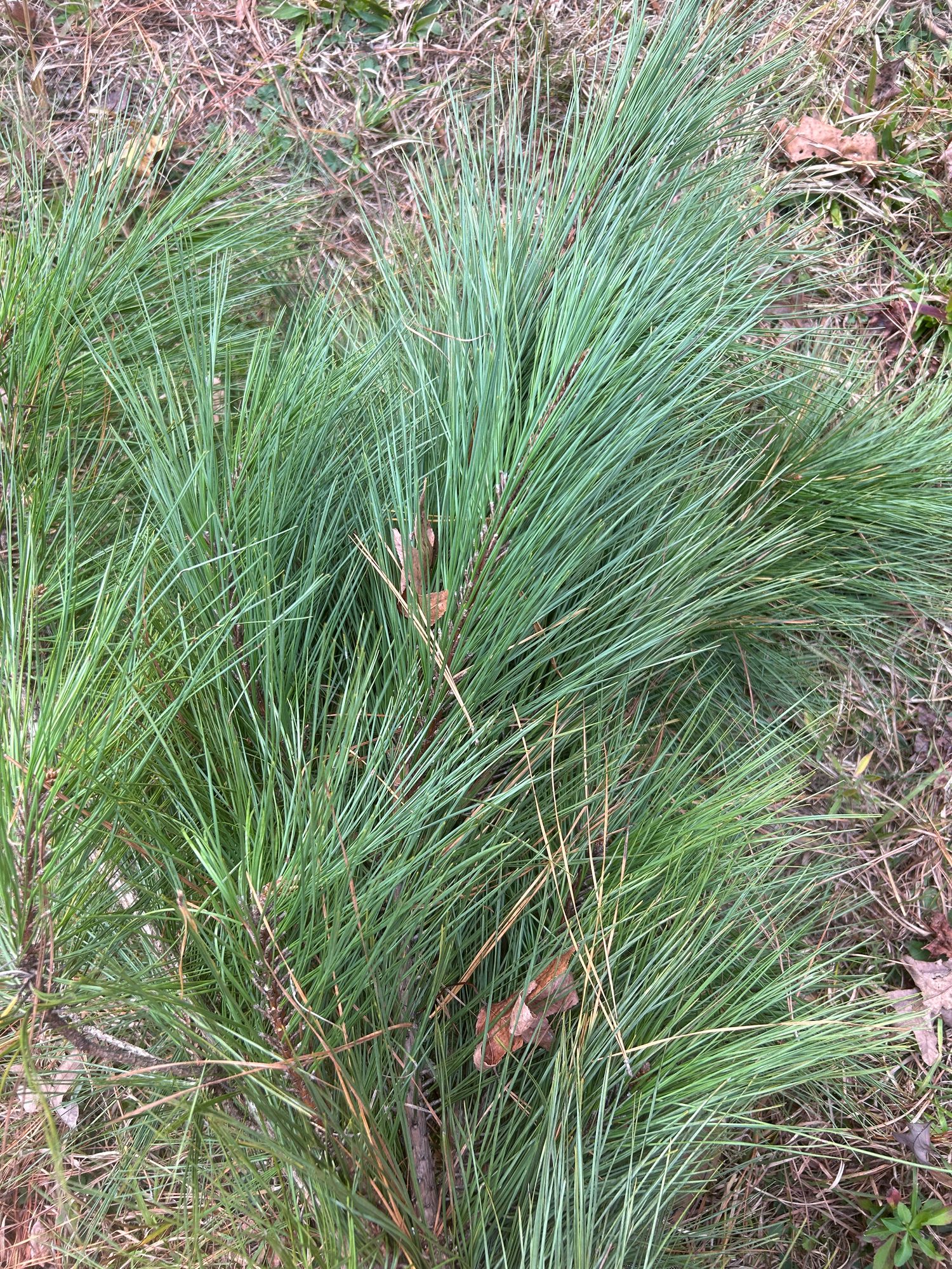 PINUS strobus