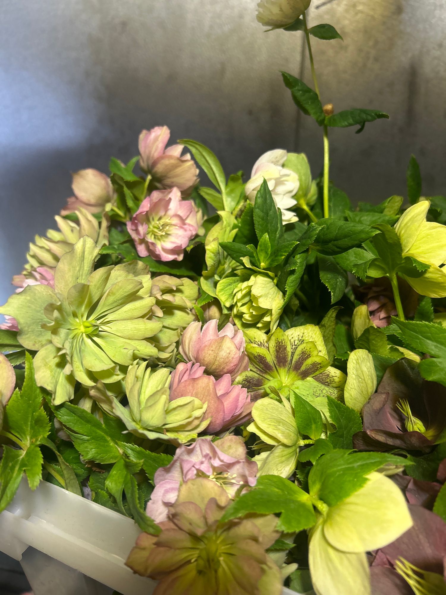 HELLEBORUS x glandorfensis Gold Series Ice n' Roses