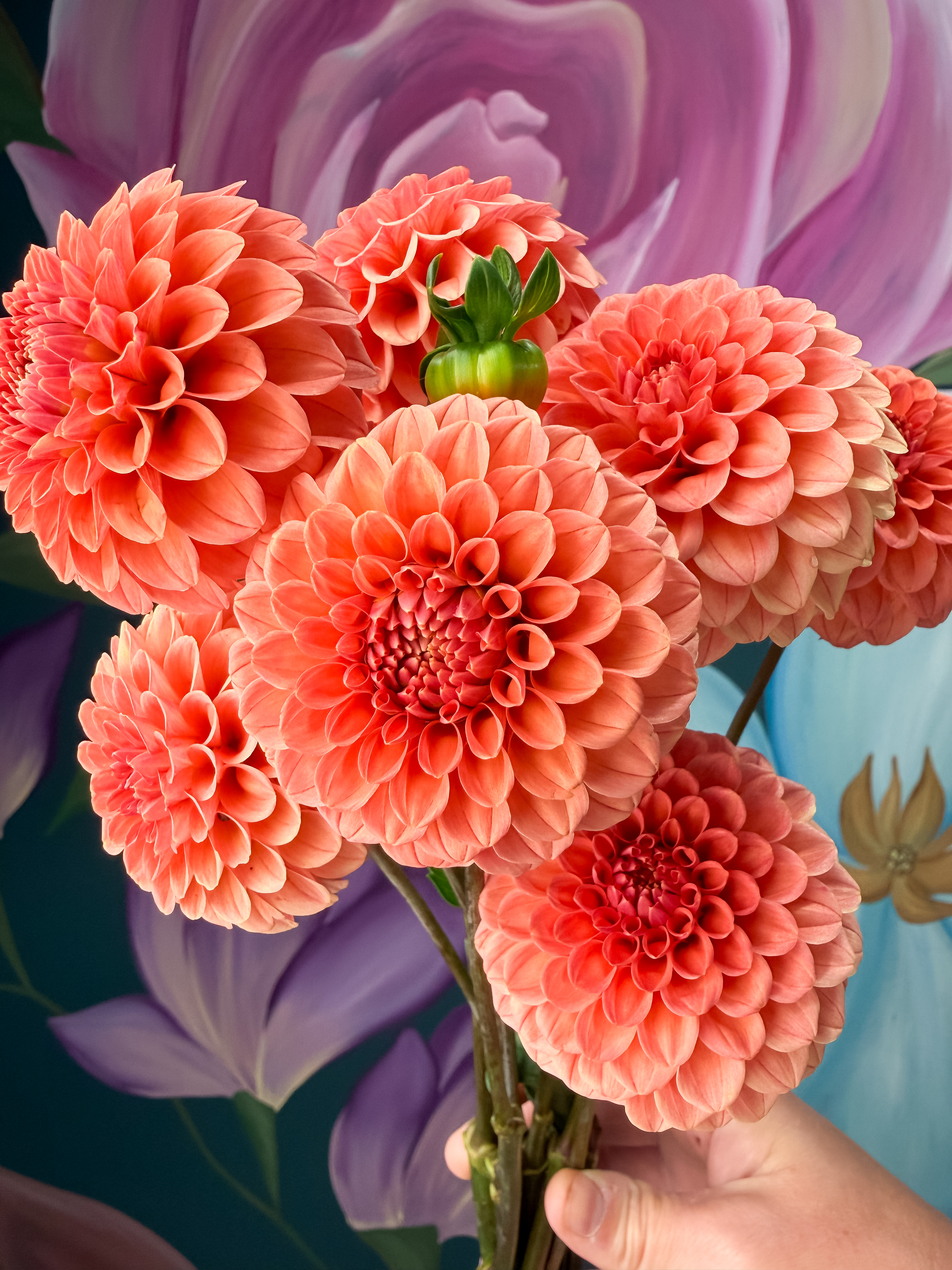 DAHLIA Rose Toscano