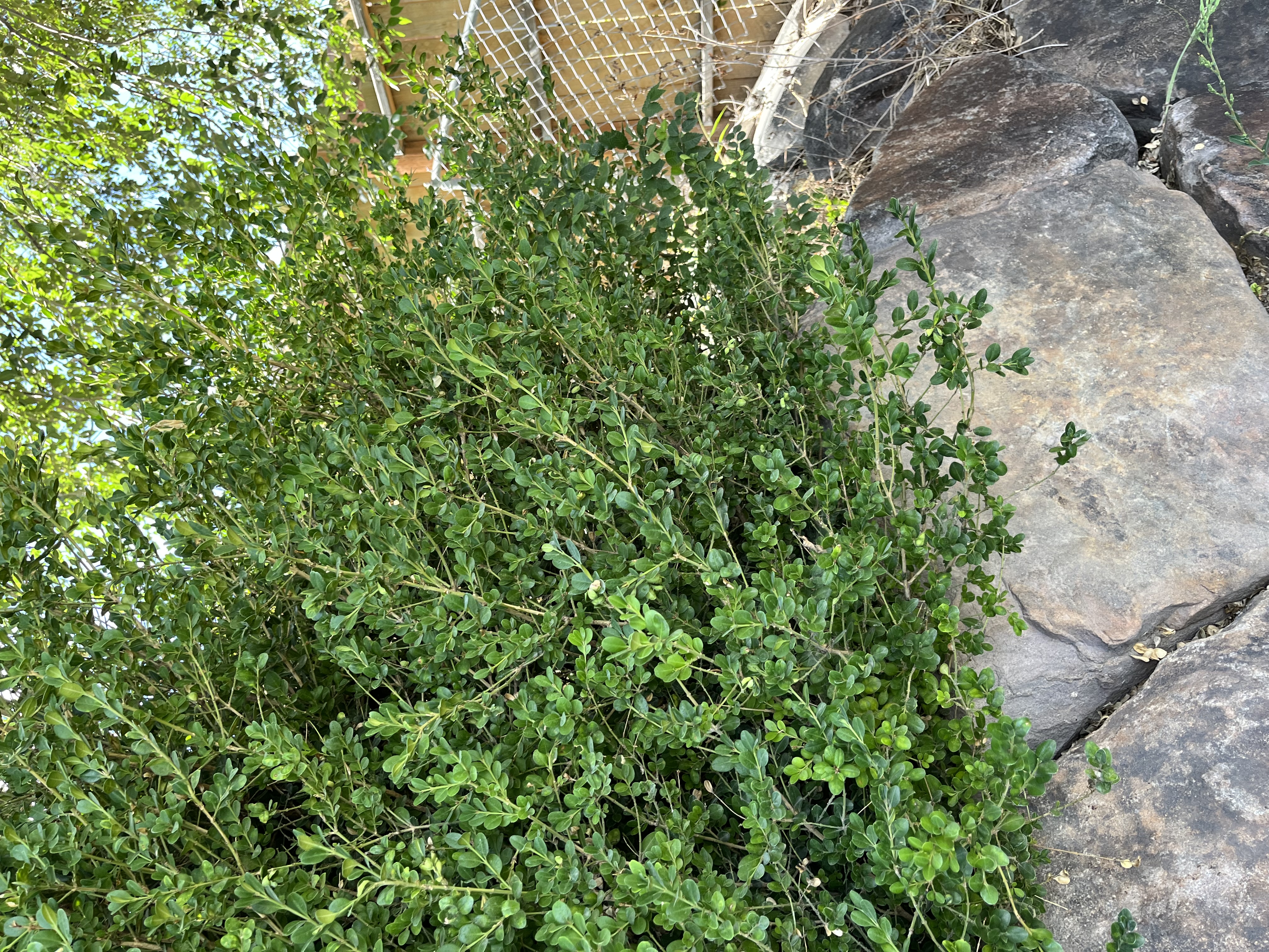 BUXUS