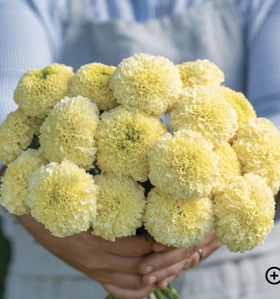 TAGETES erecta White Swan