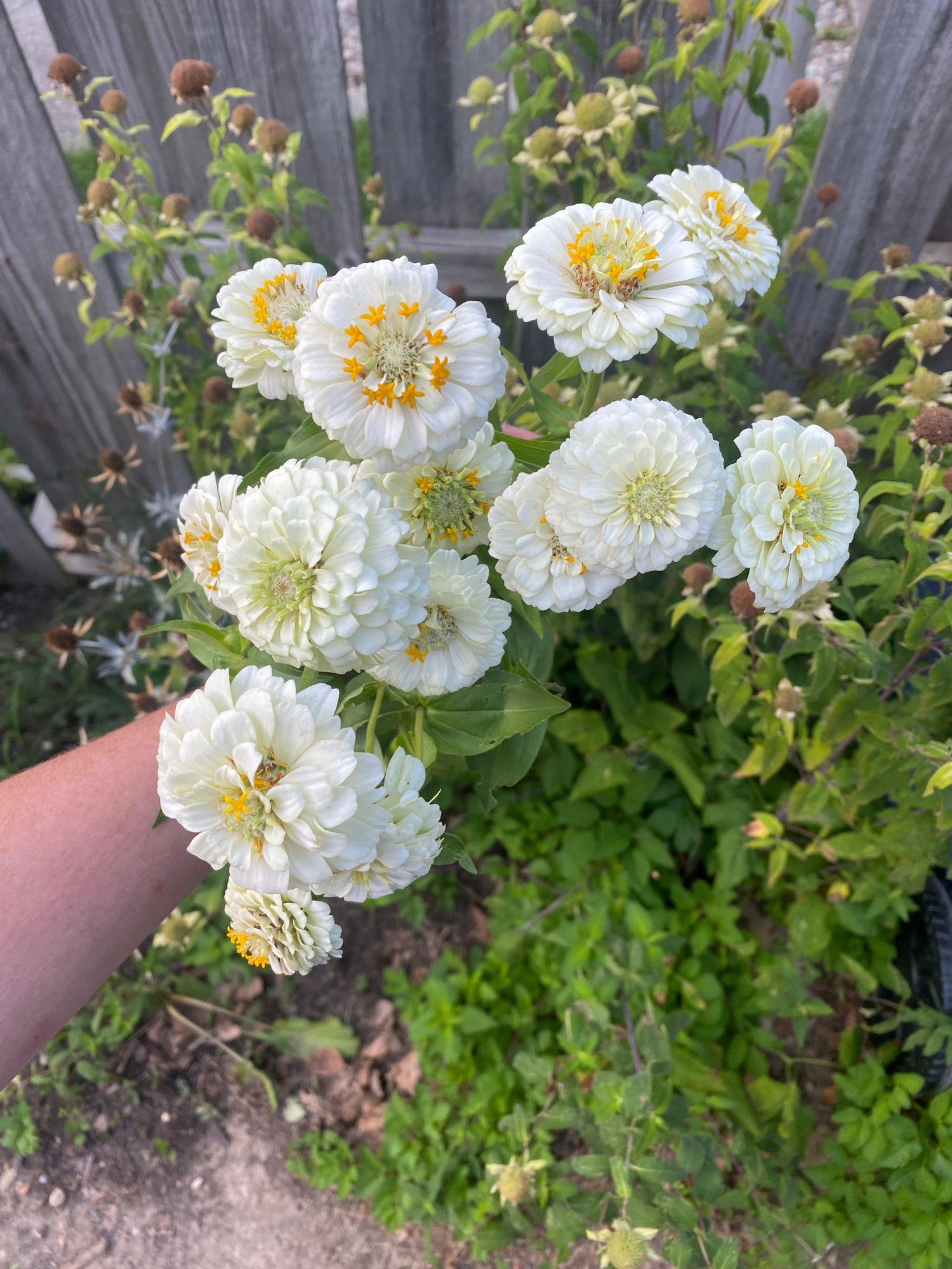 ZINNIA elegans Oklahoma Series
