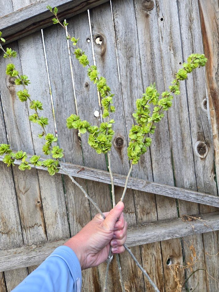 ULMUS parvifolia