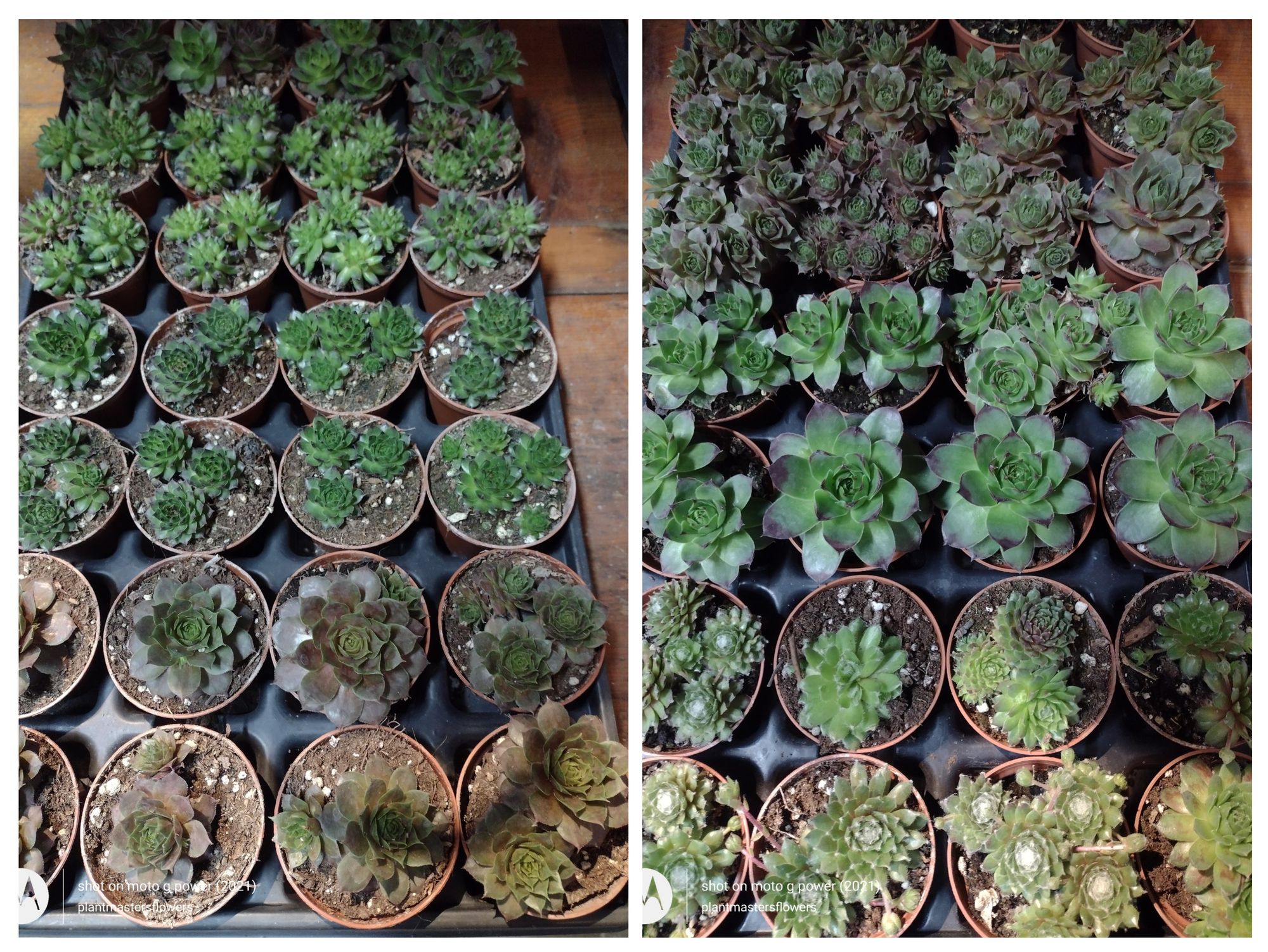Hens and chicks