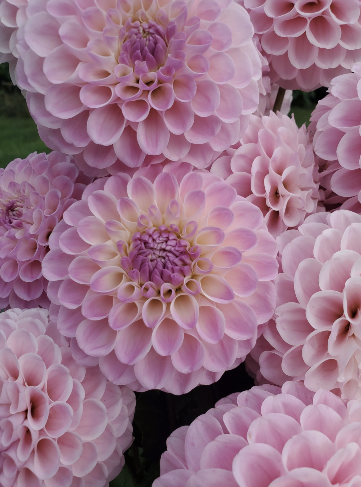 DAHLIA 20th Ave Memory