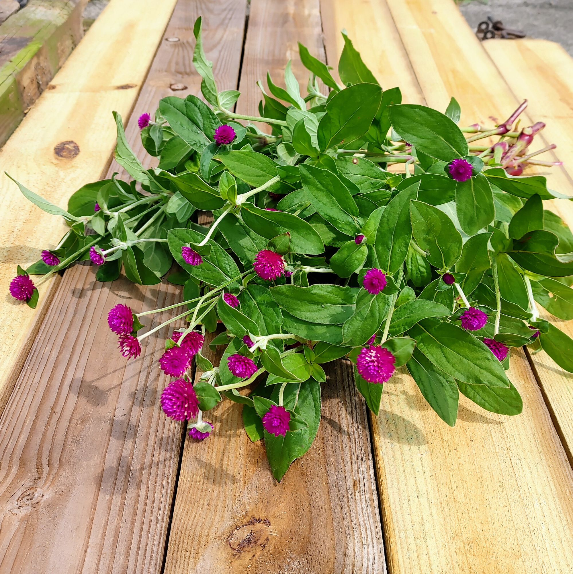 GOMPHRENA globosa QIS