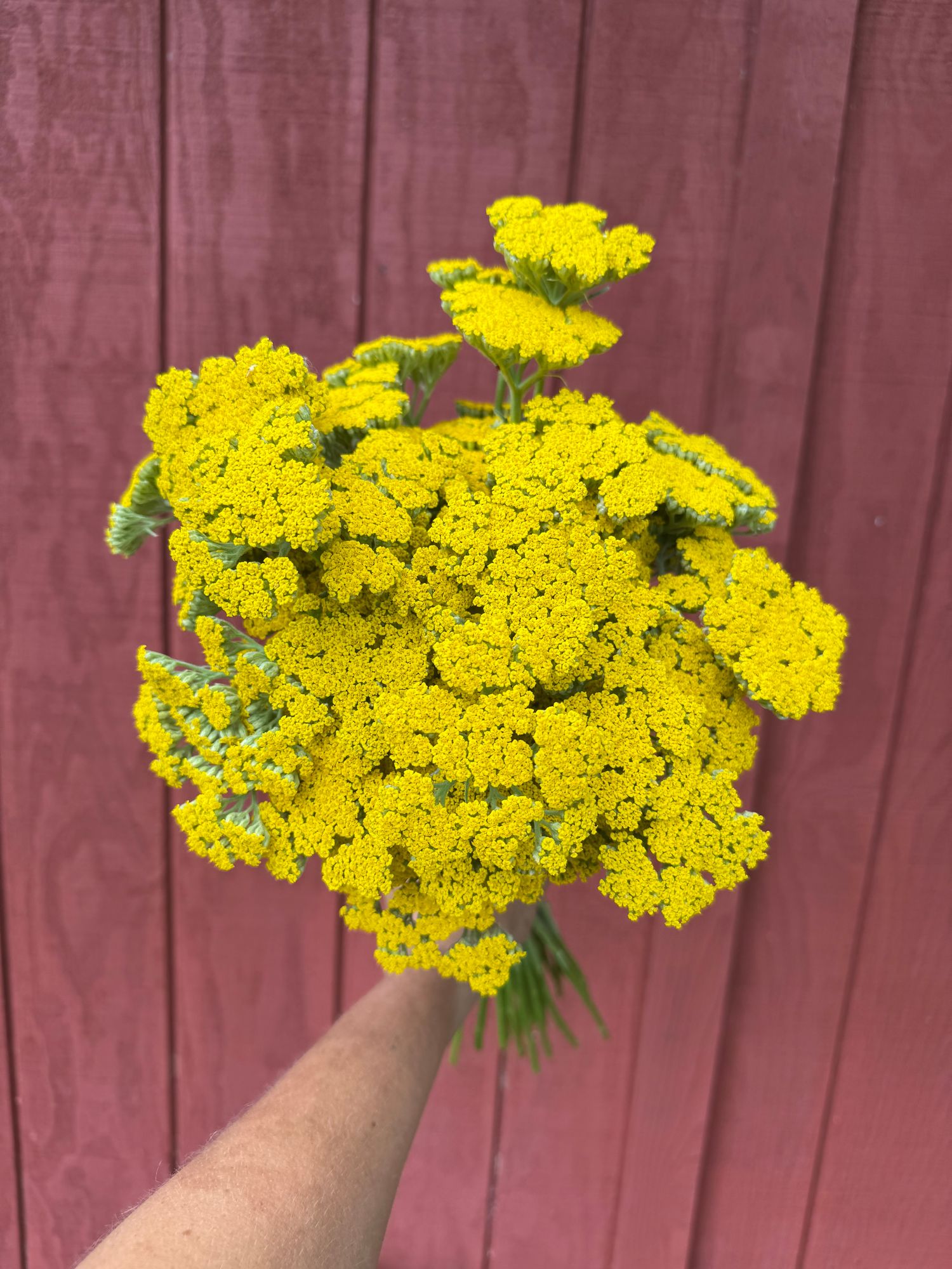 ACHILLEA x filipendulina Coronation Gold