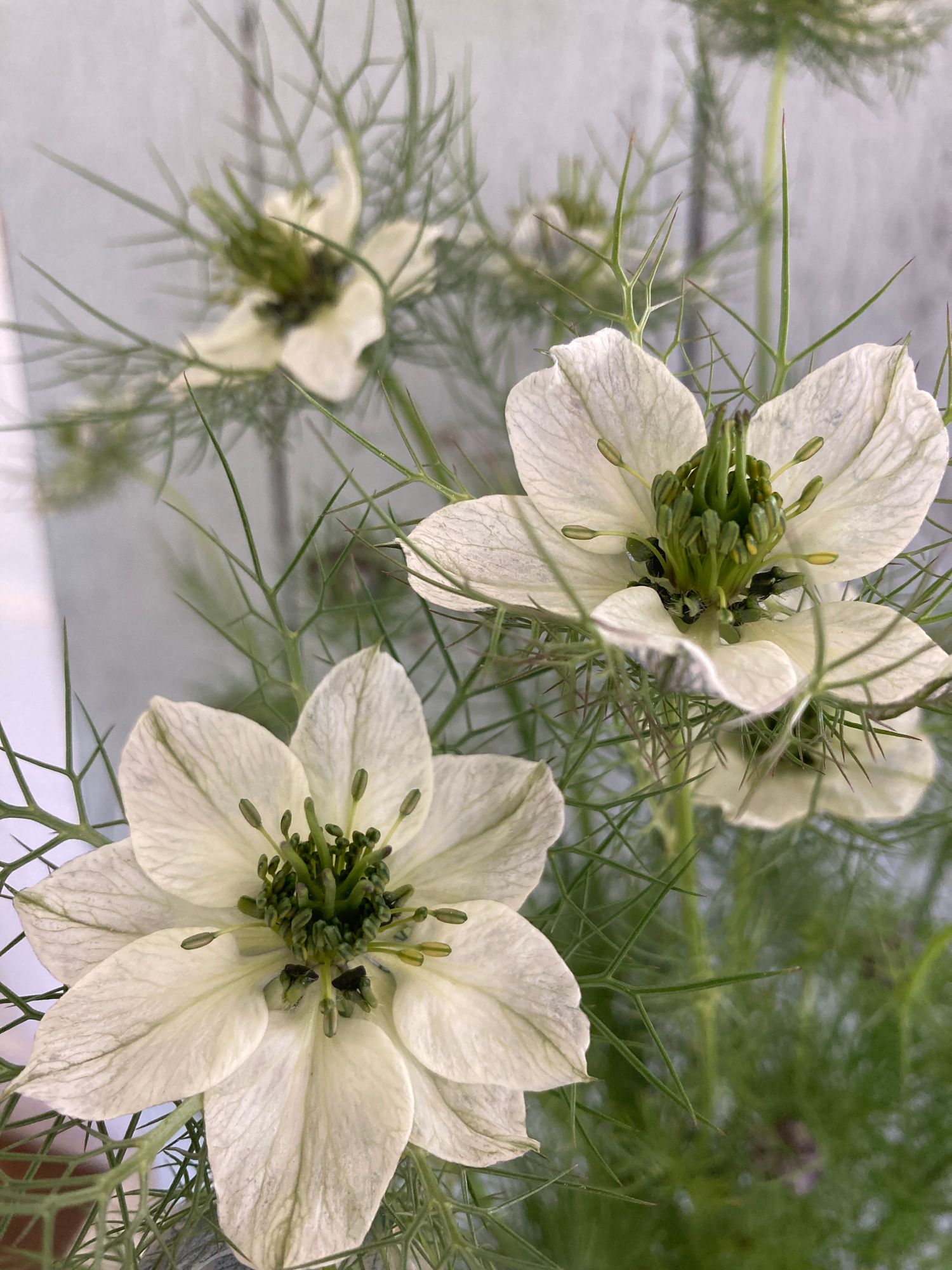 NIGELLA