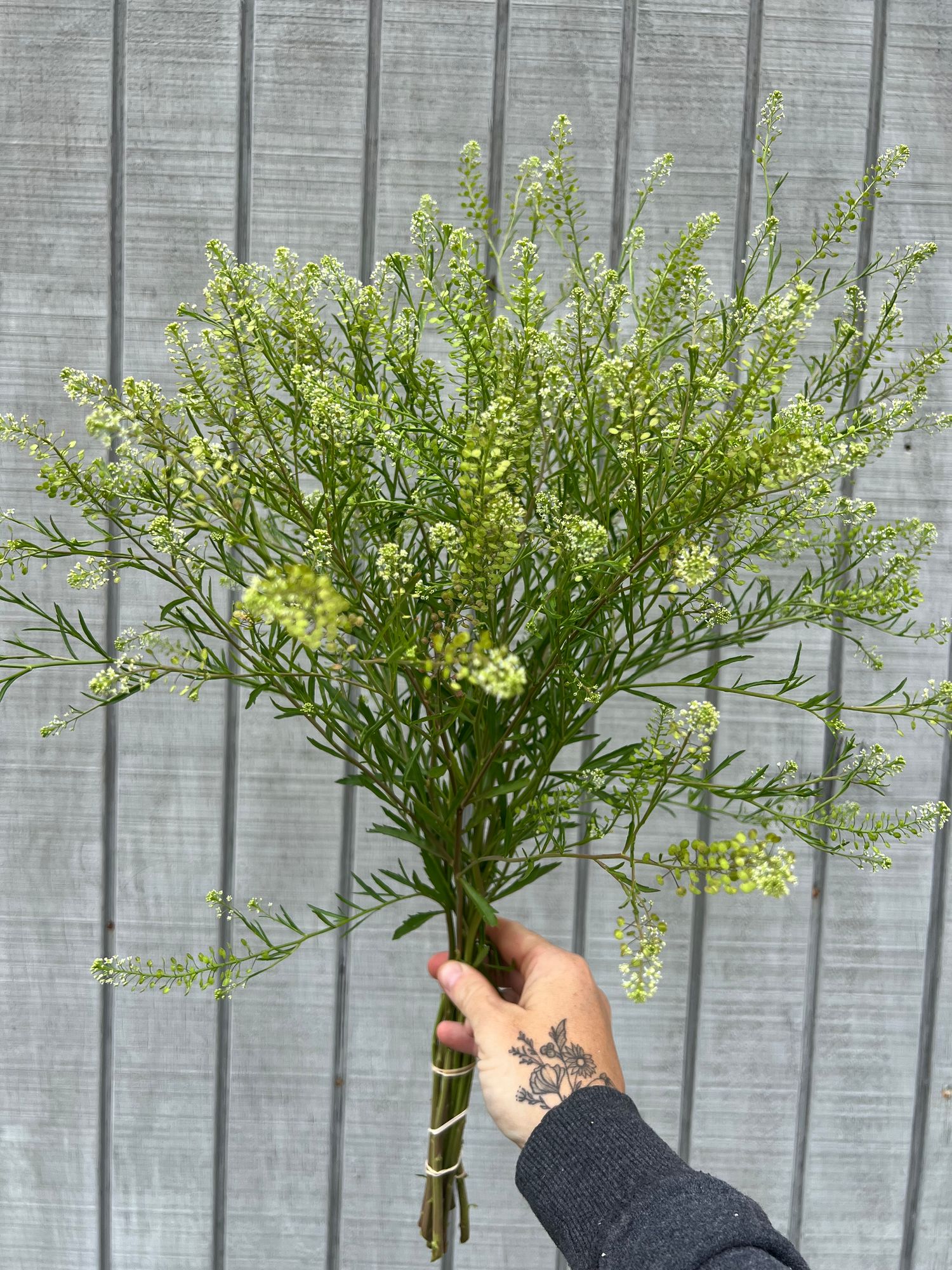 LEPIDIUM spp. Green Dragon
