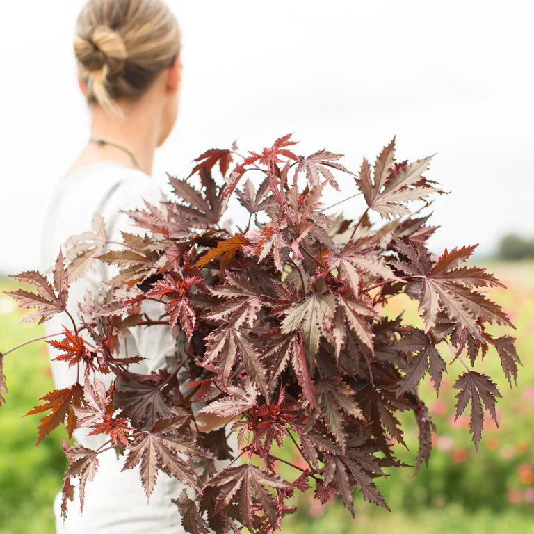 HIBISCUS acetosella