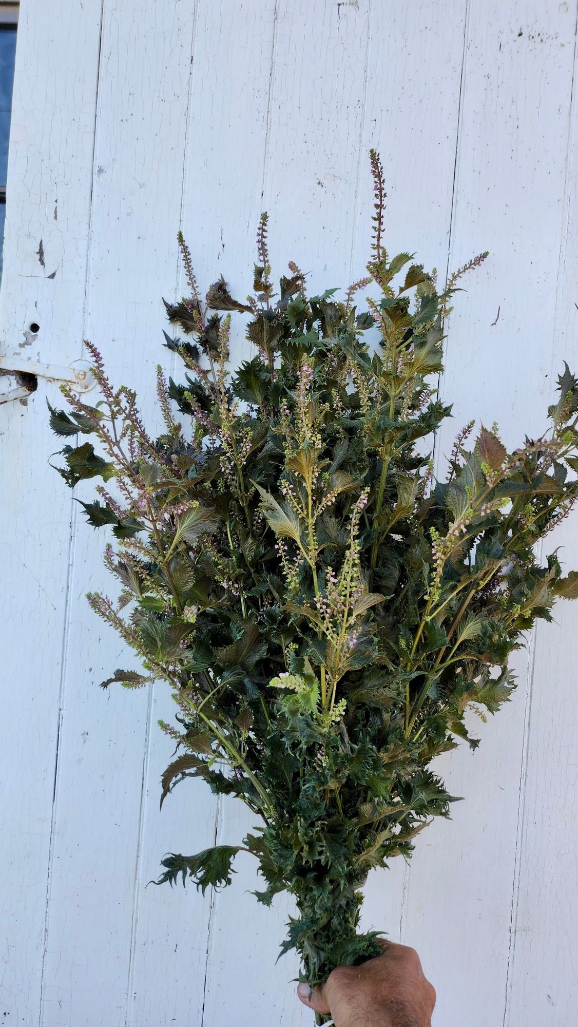PERILLA frutescens