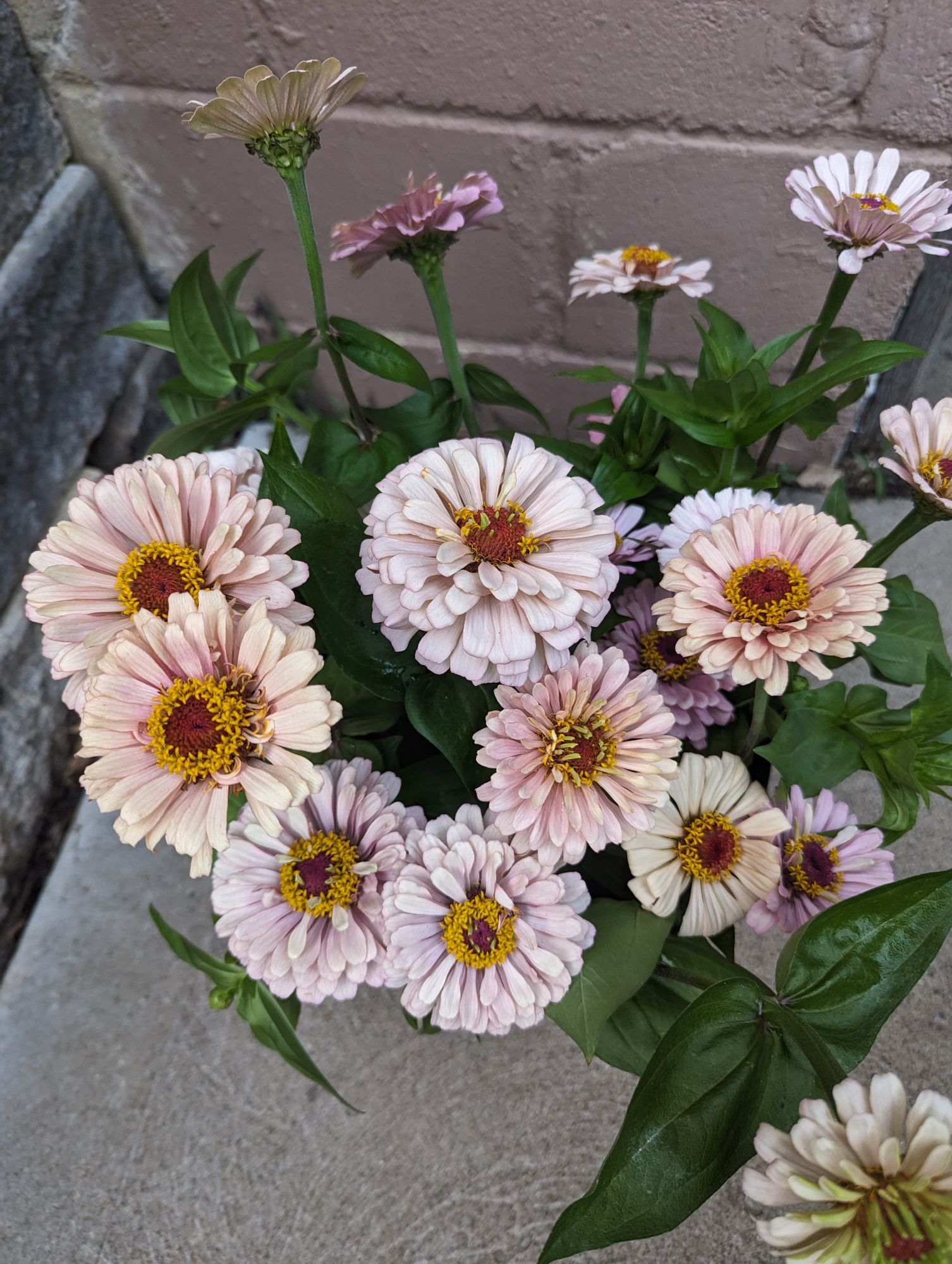 ZINNIA elegans Dawn Creek