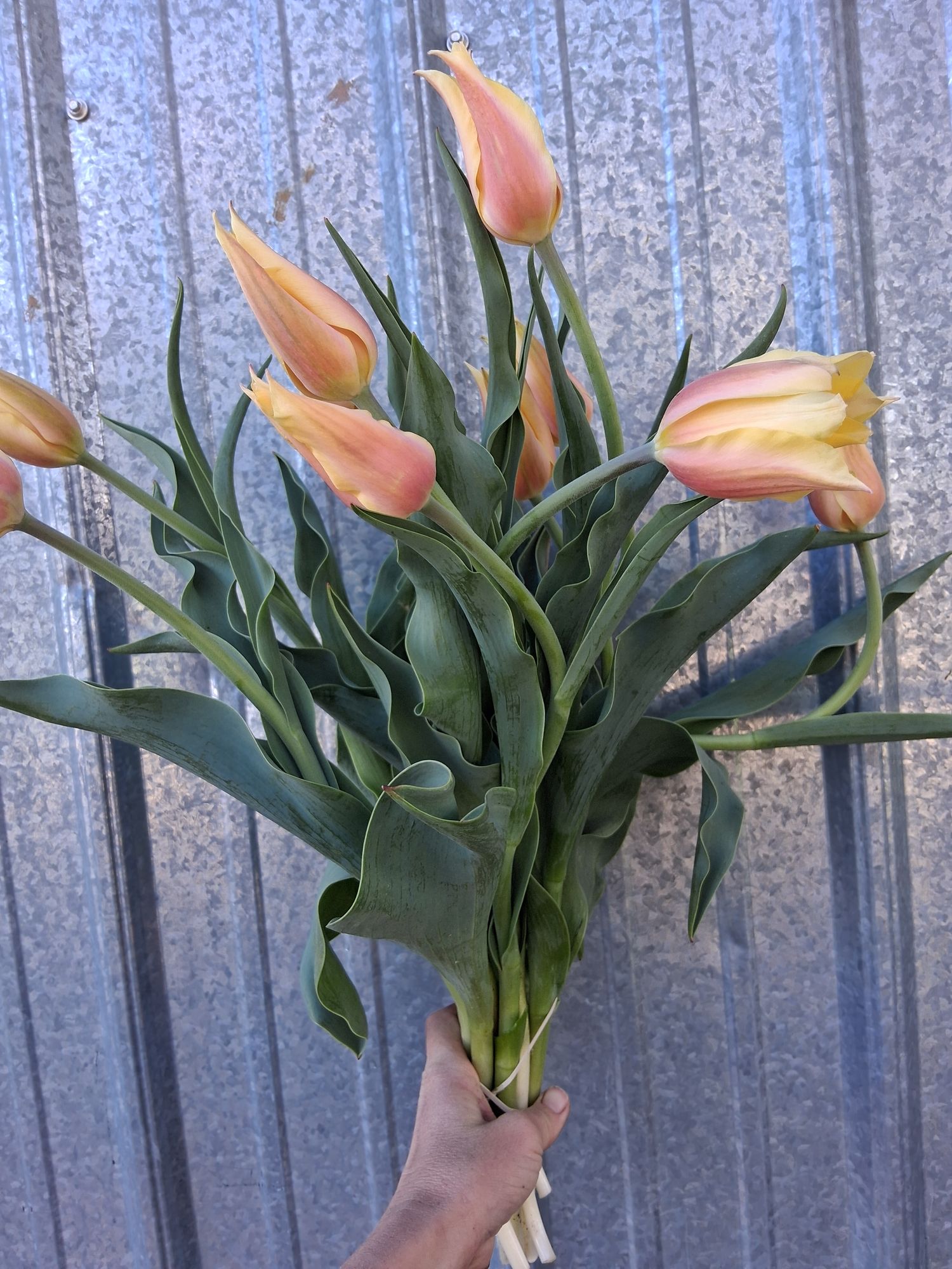TULIPA Blushing Lady