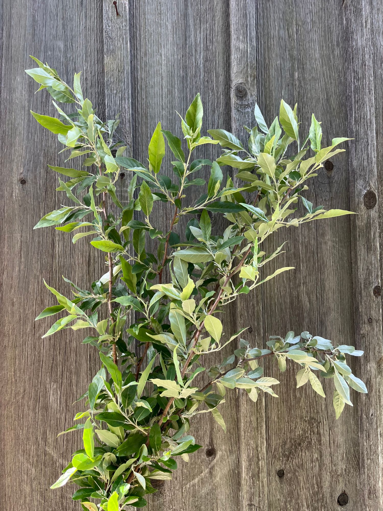ELAEAGNUS umbellata