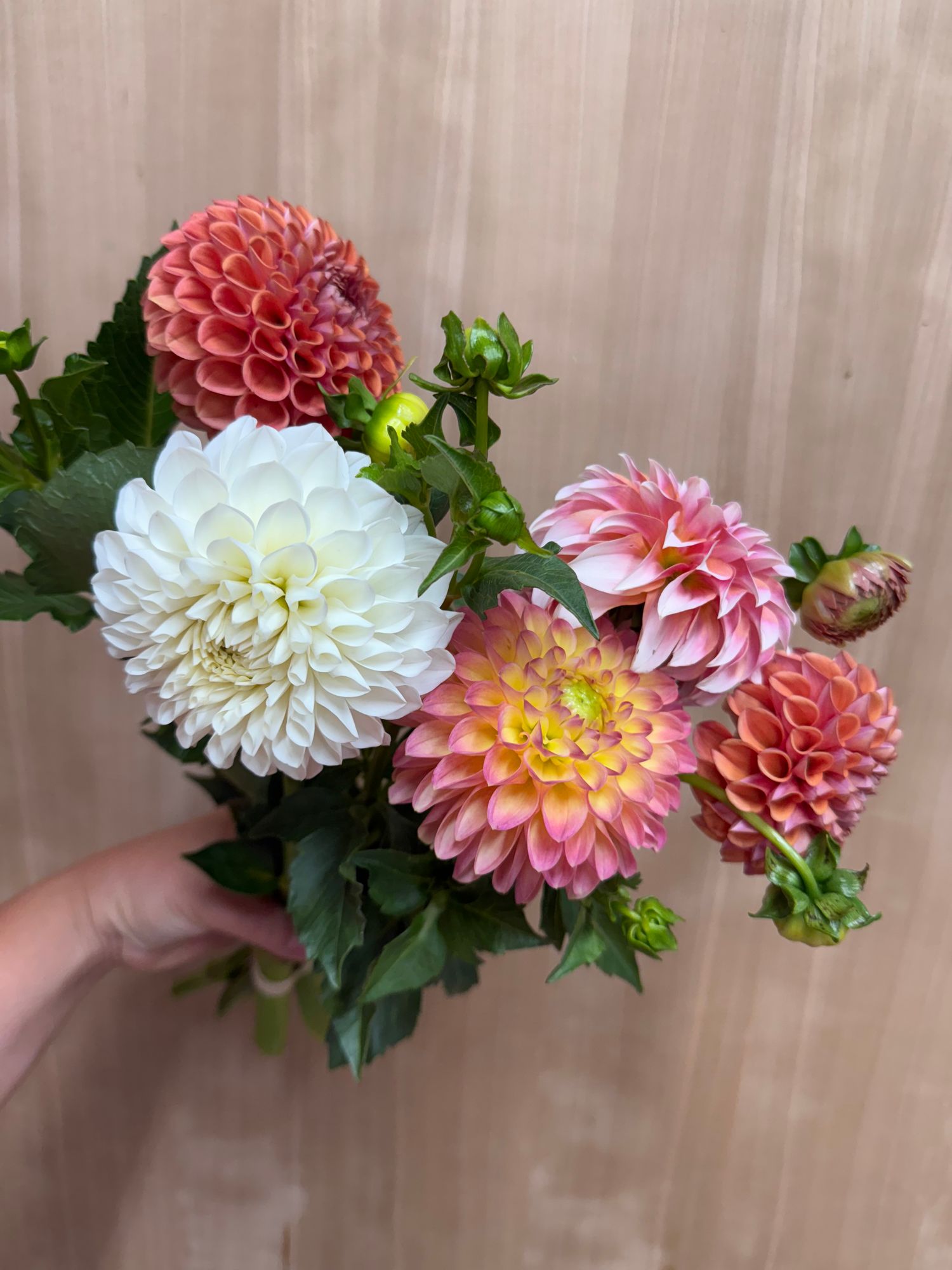 DAHLIA Ball