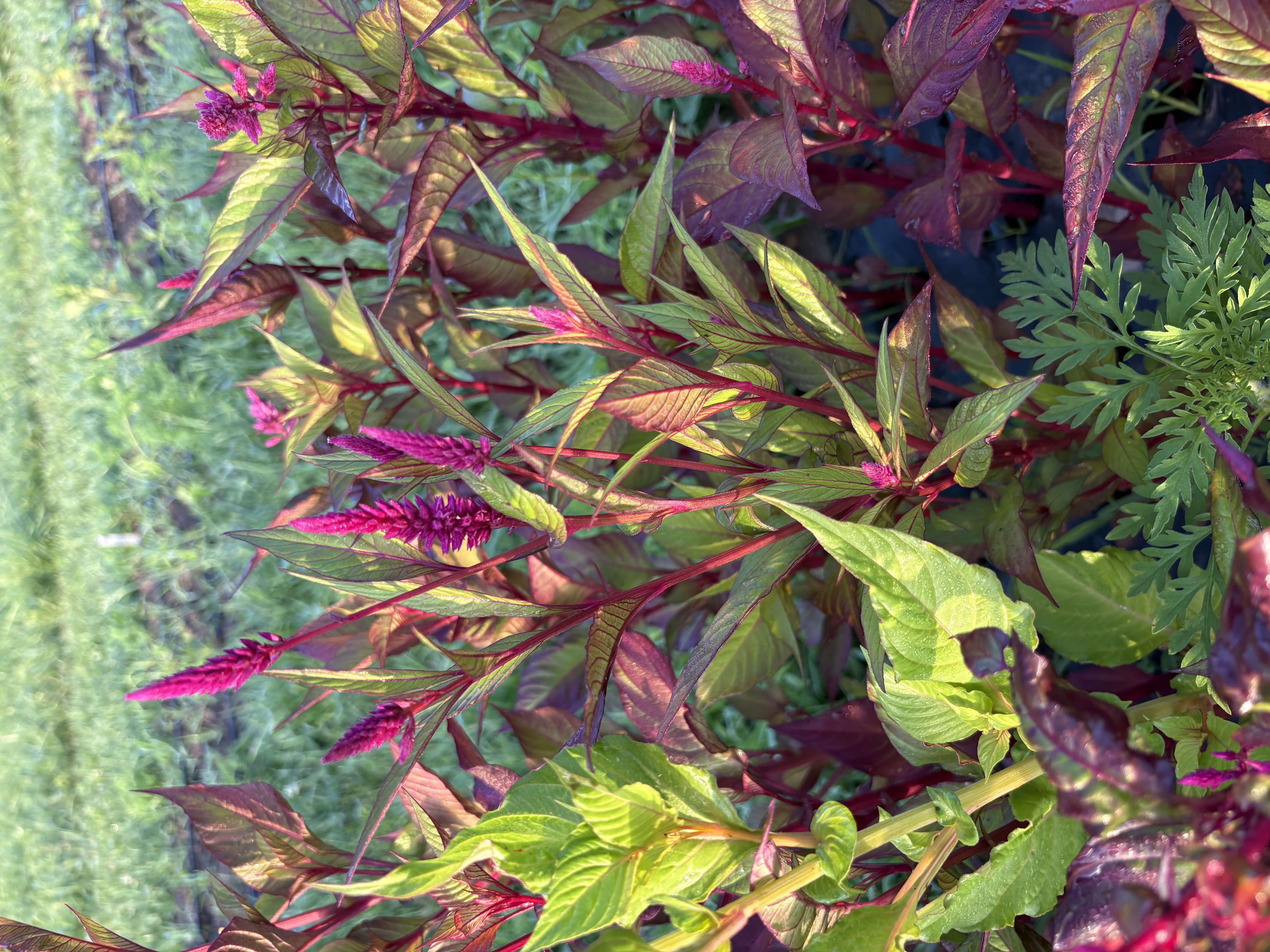 CELOSIA argentea spicata Ruby Parfait
