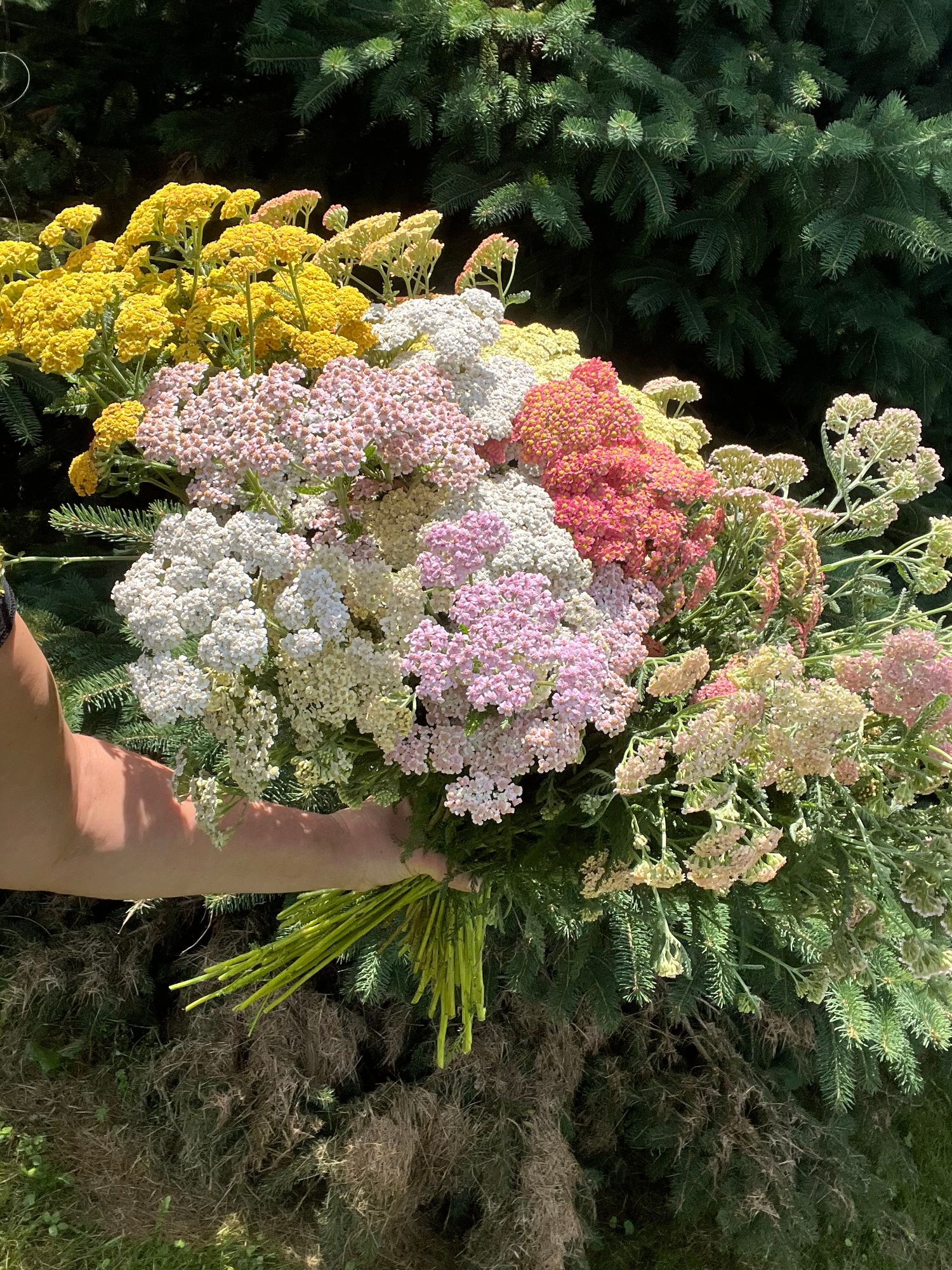 ACHILLEA millefolium Colorado
