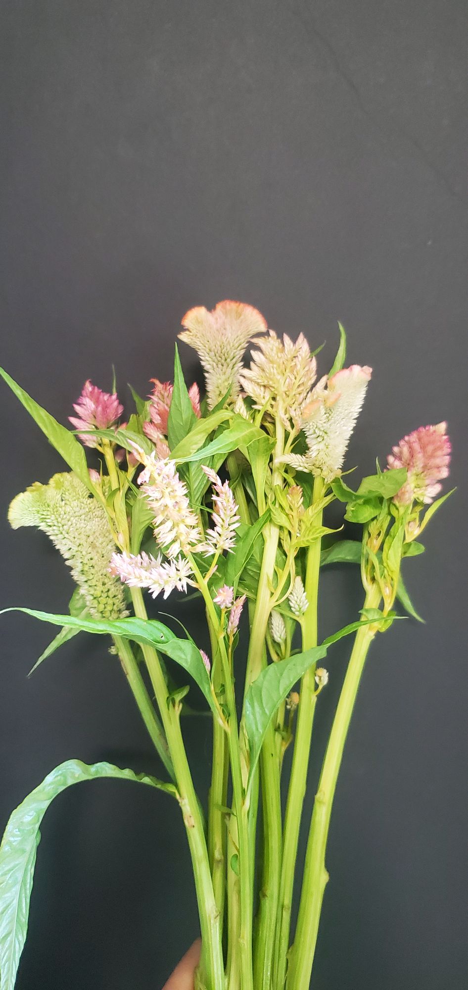 CELOSIA argentea var. plumosa Texas Plume Summer Sherbert