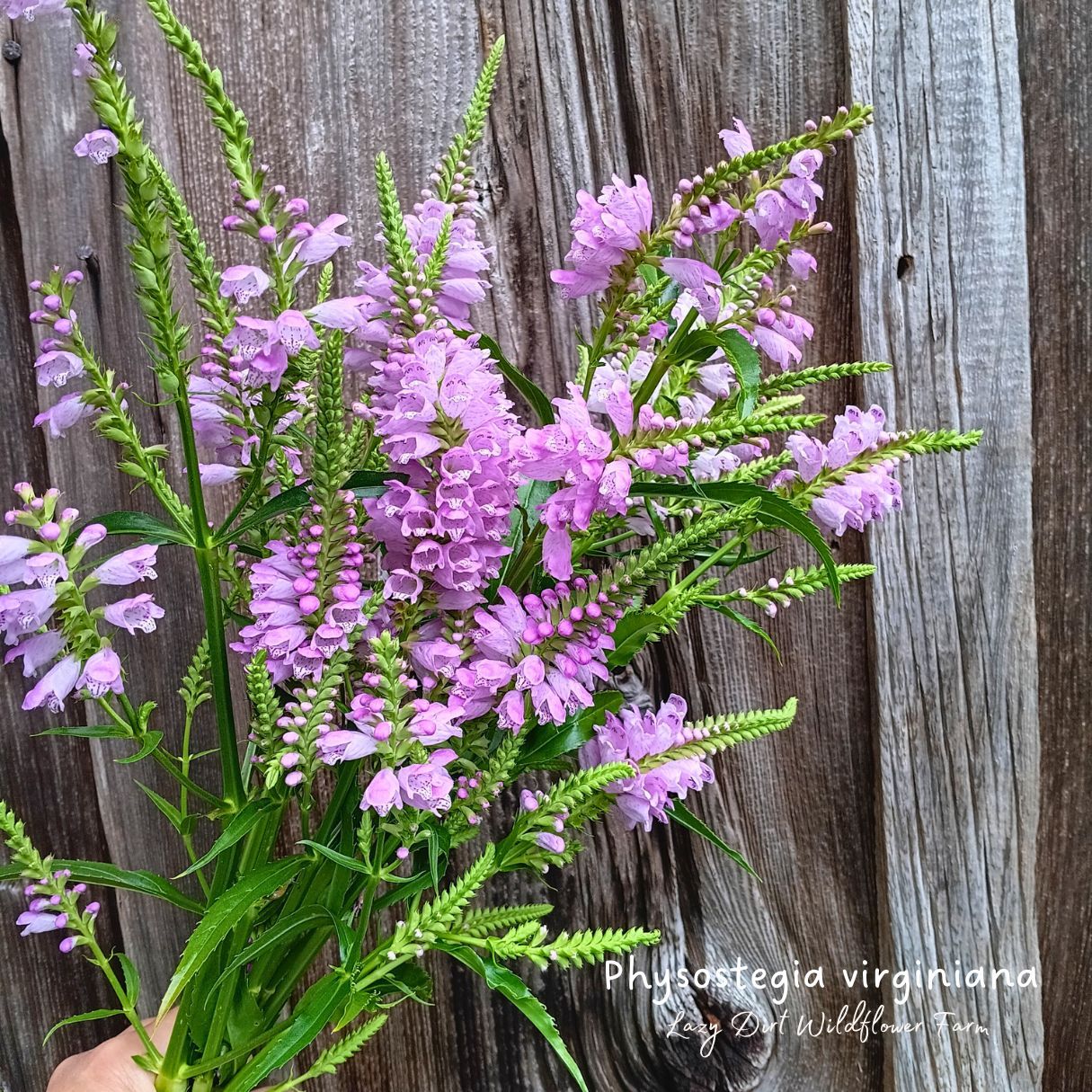 PHYSOSTEGIA virginiana