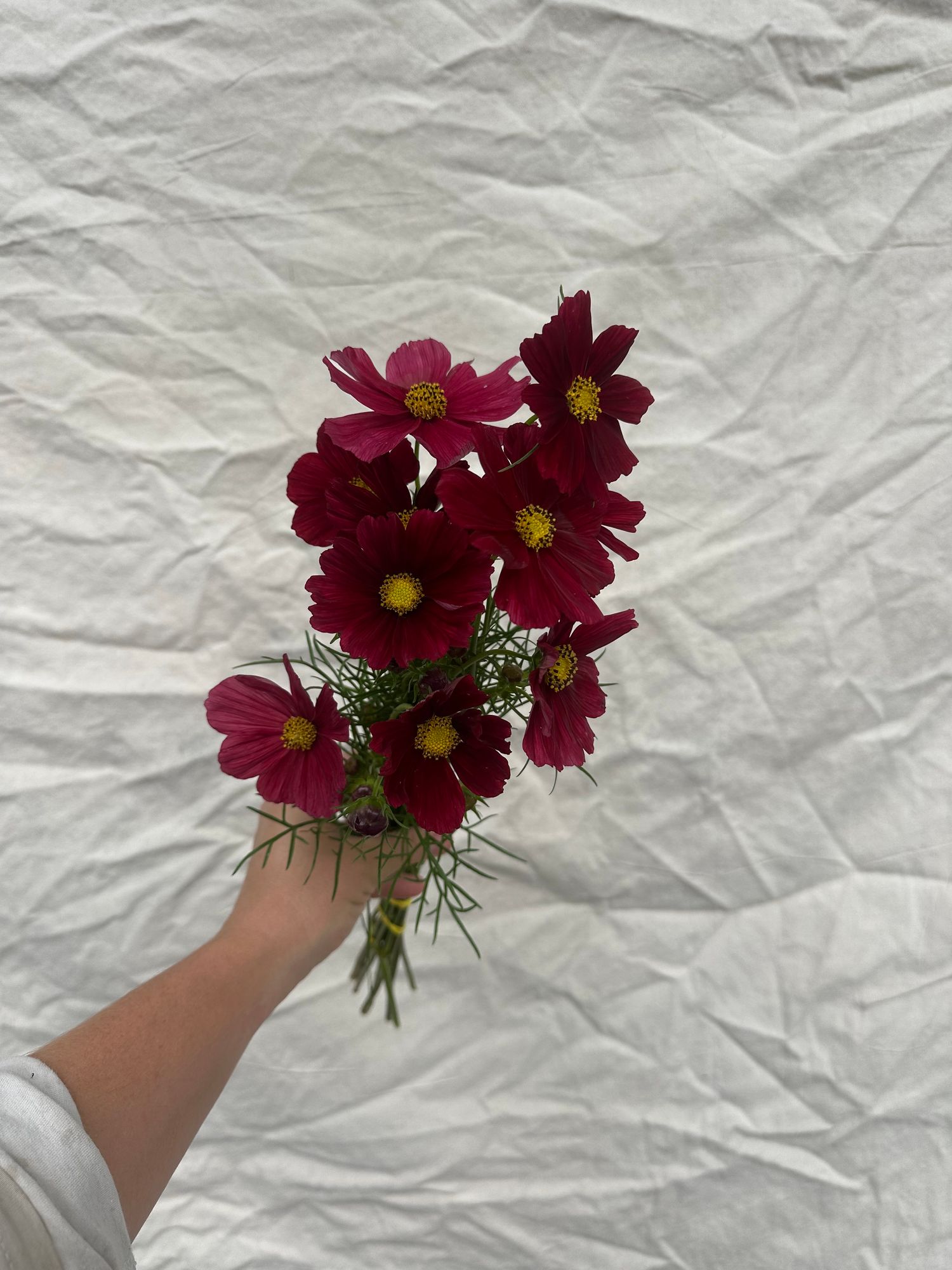 COSMOS bipinnatus Rubenza