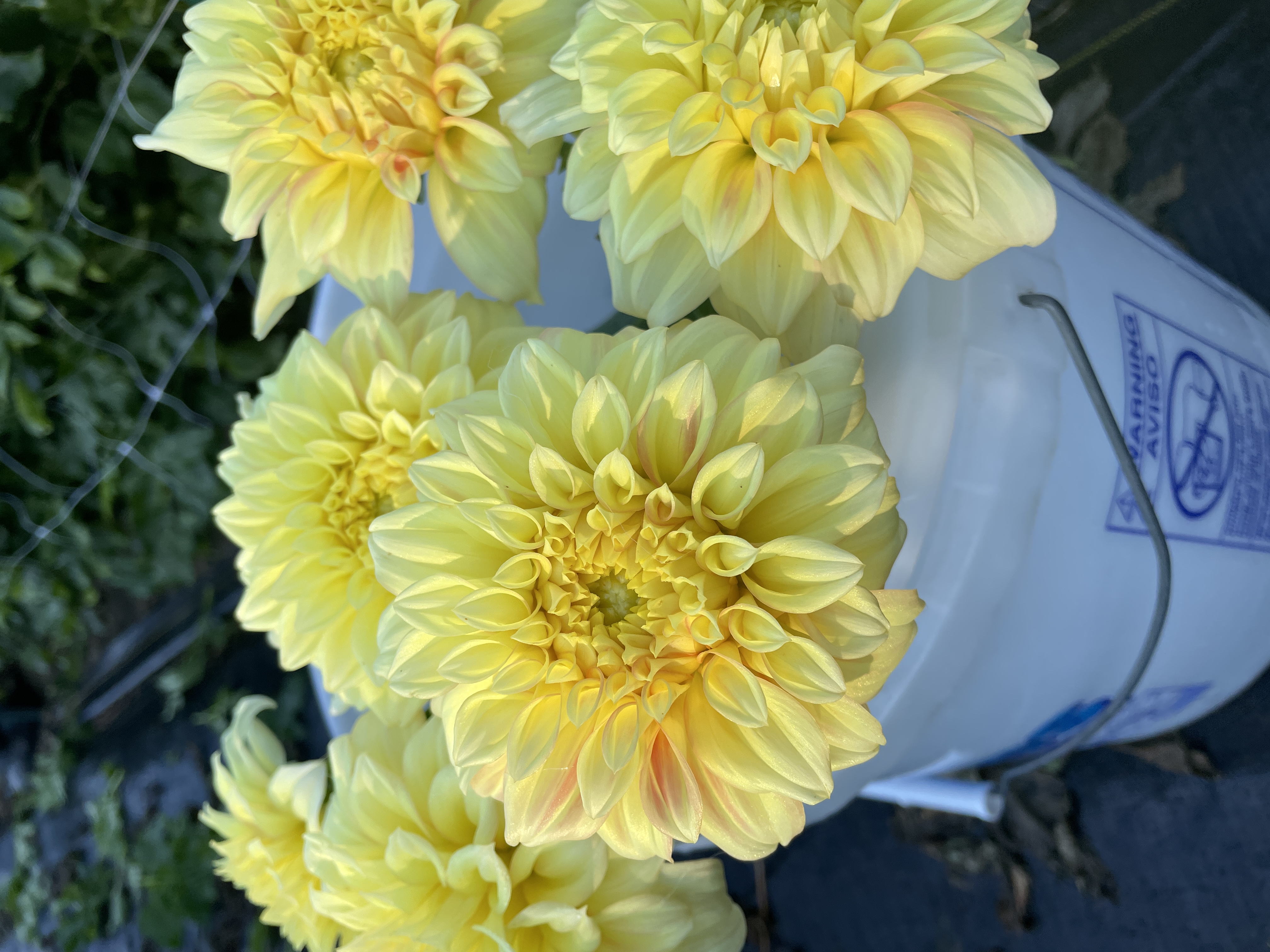 DAHLIA Bracken Sarah