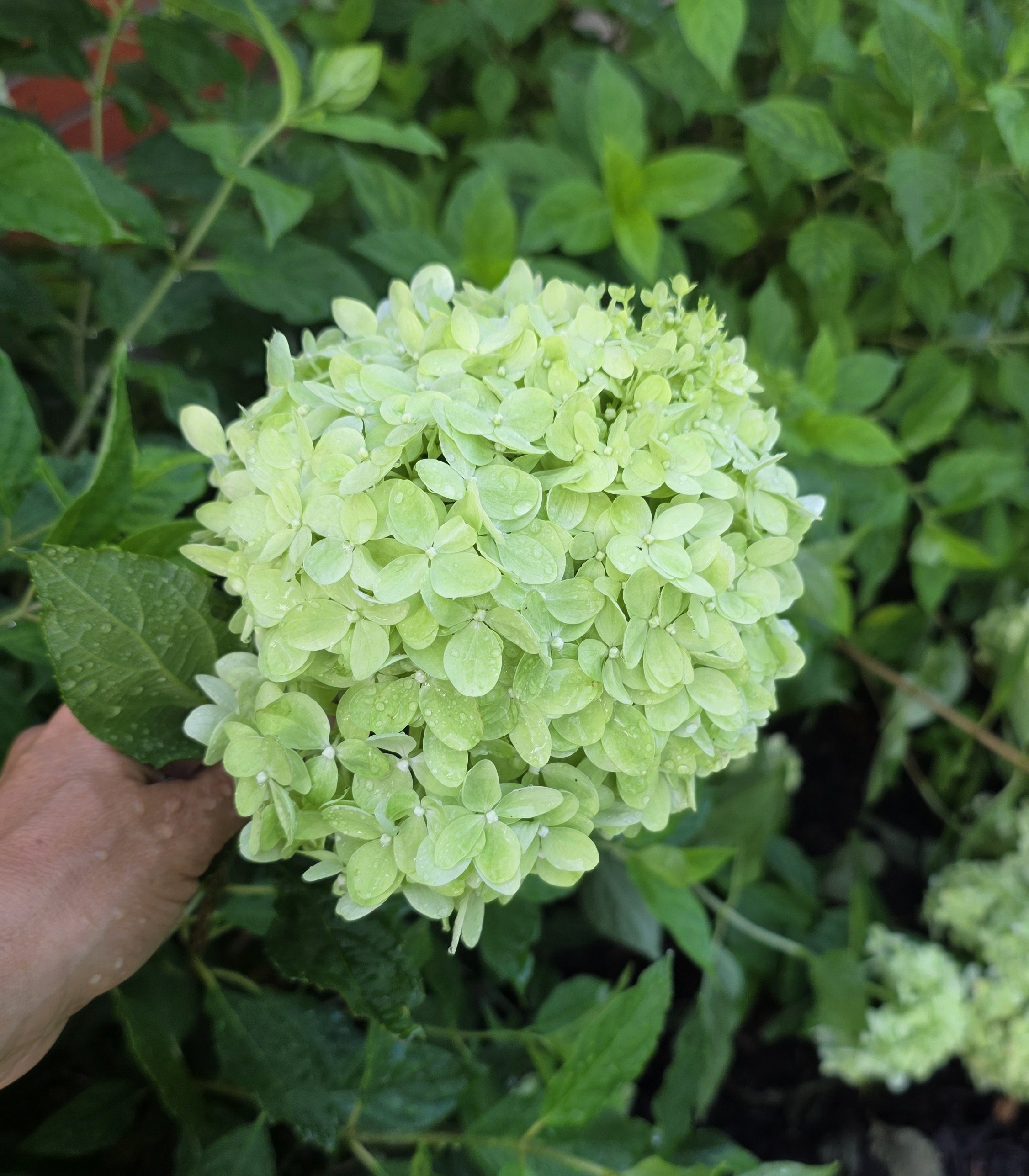 HYDRANGEA paniculata Little Lime