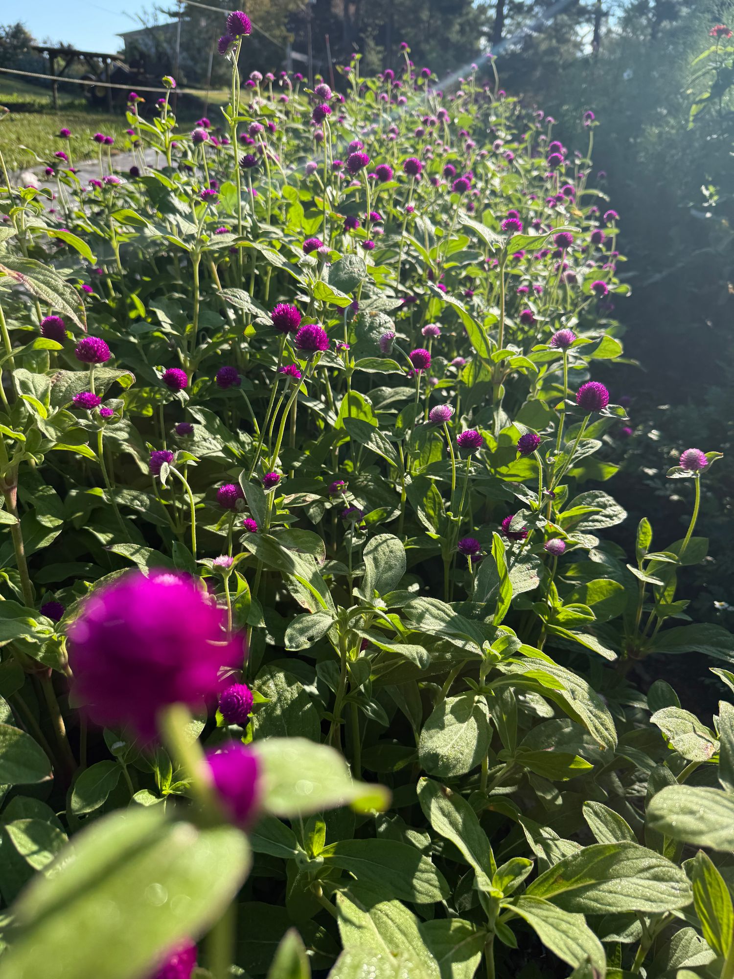 GOMPHRENA globosa QIS