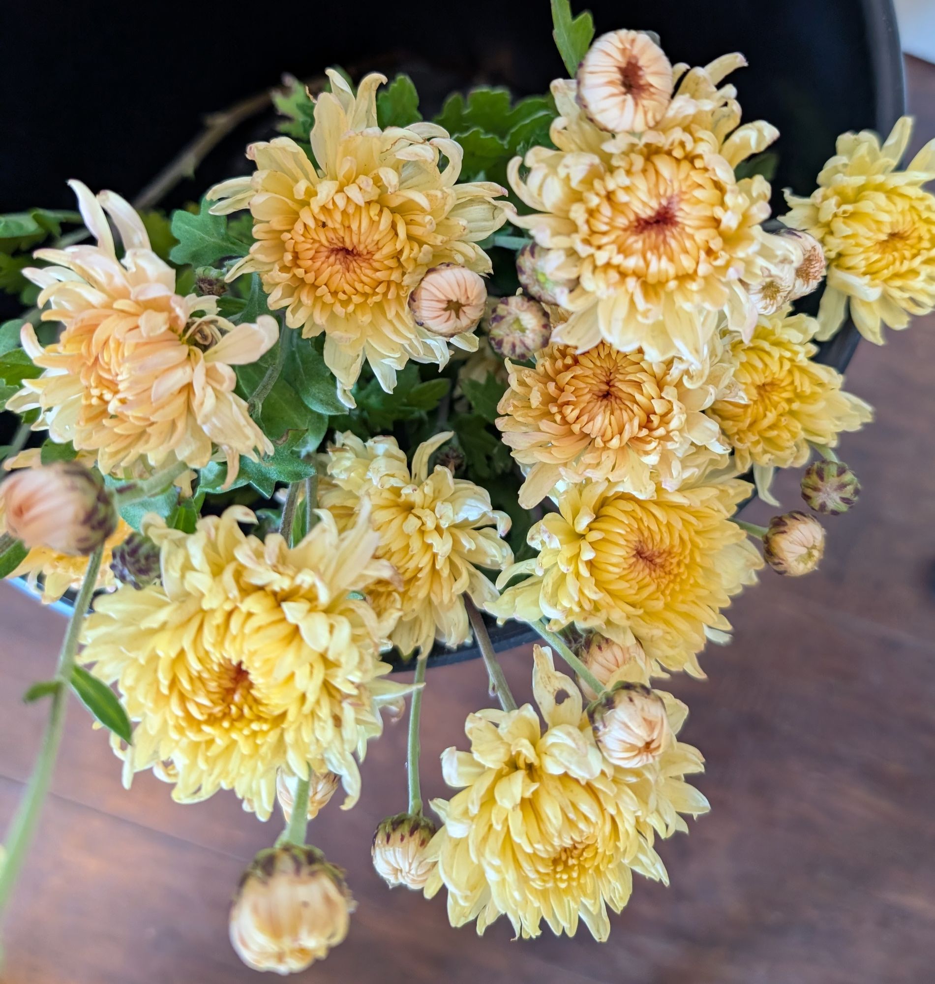 CHRYSANTHEMUM