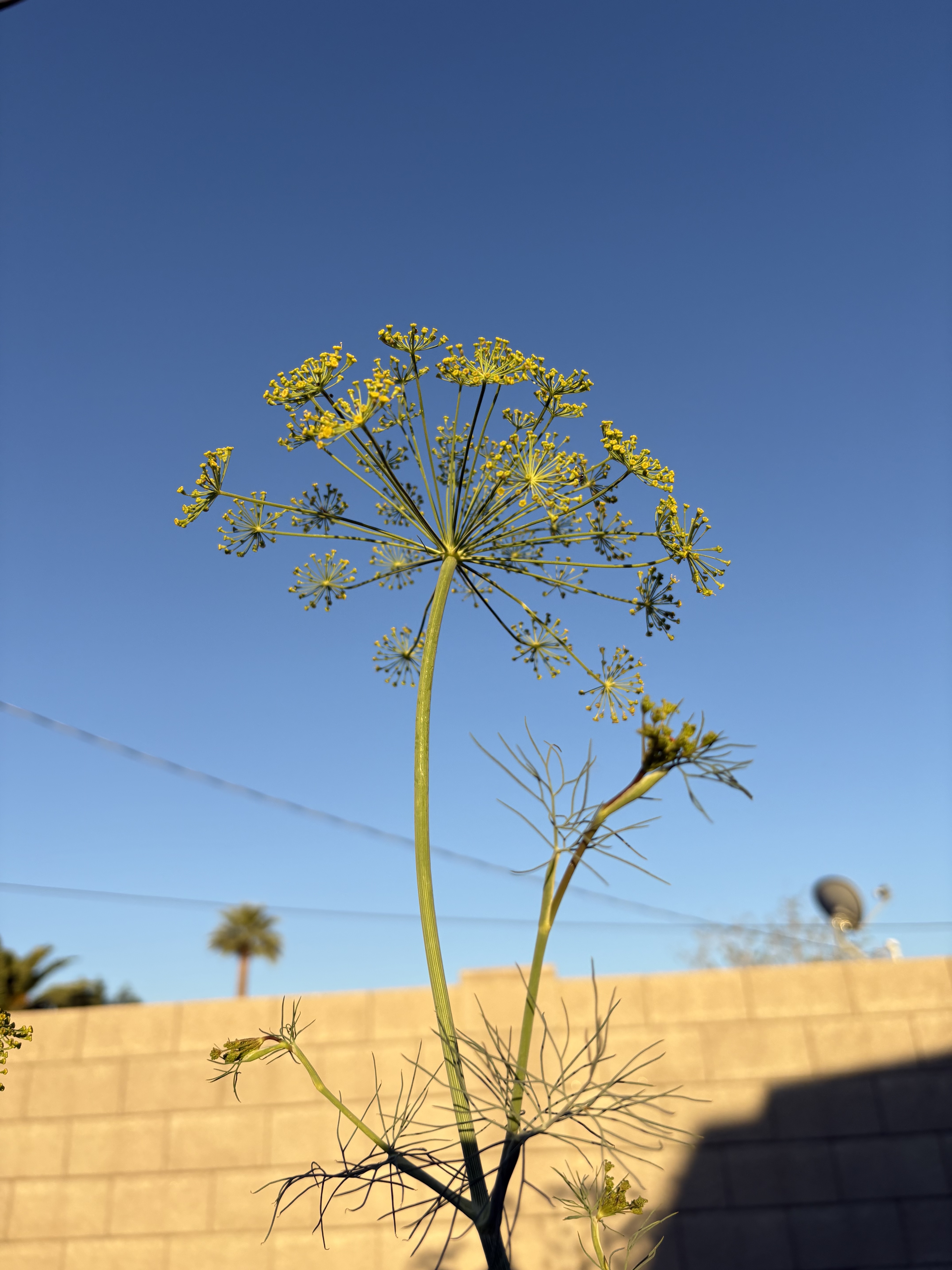 ANETHUM graveolens