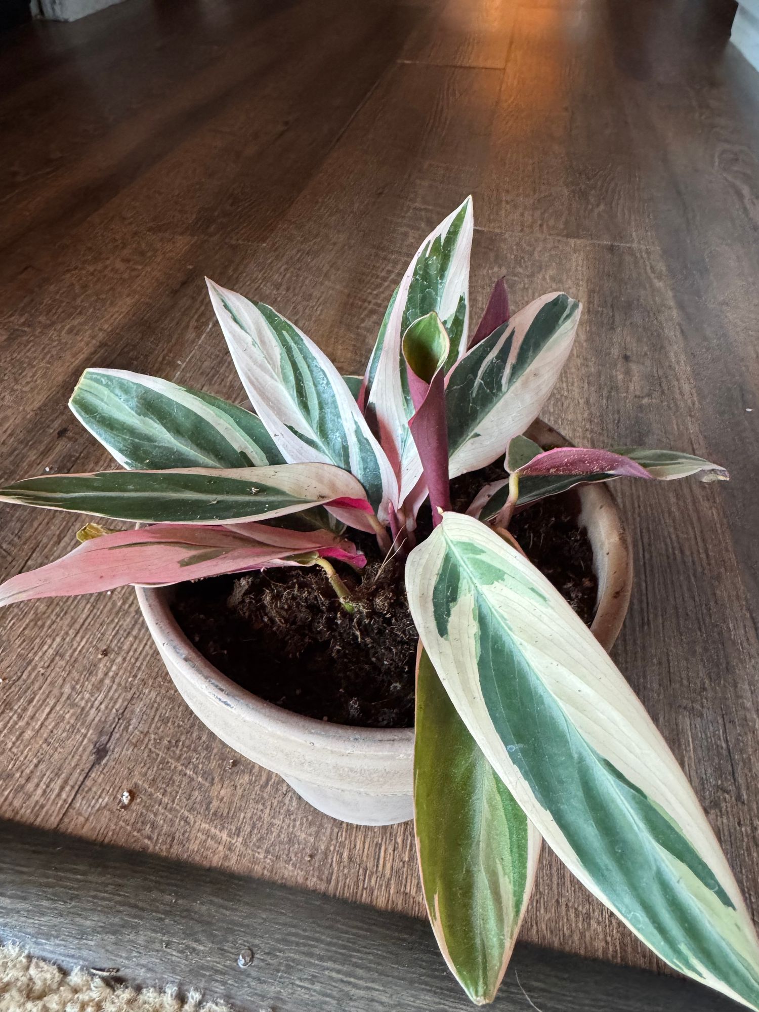Stromanthe Triostar