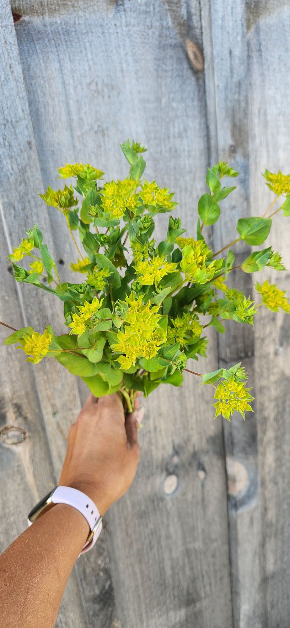 BUPLEURUM griffithii Green Gold