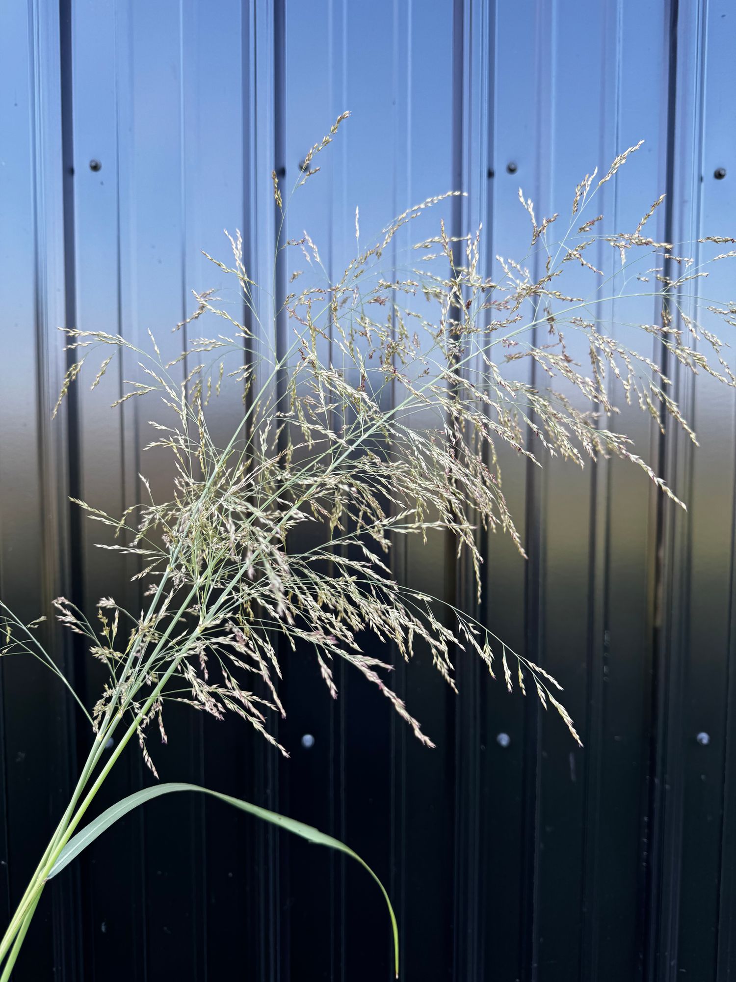 ORNAMENTAL GRASS