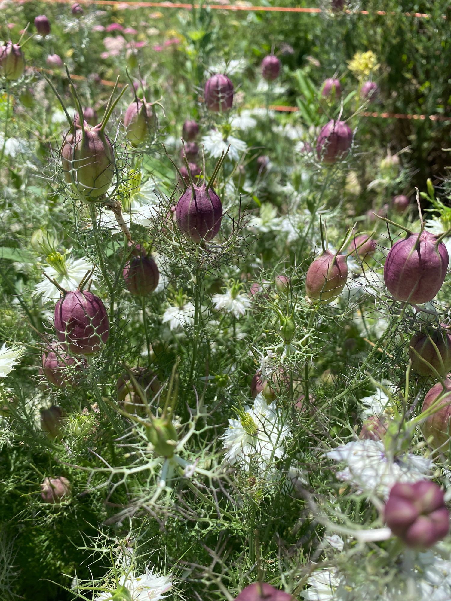 NIGELLA damascena Albion