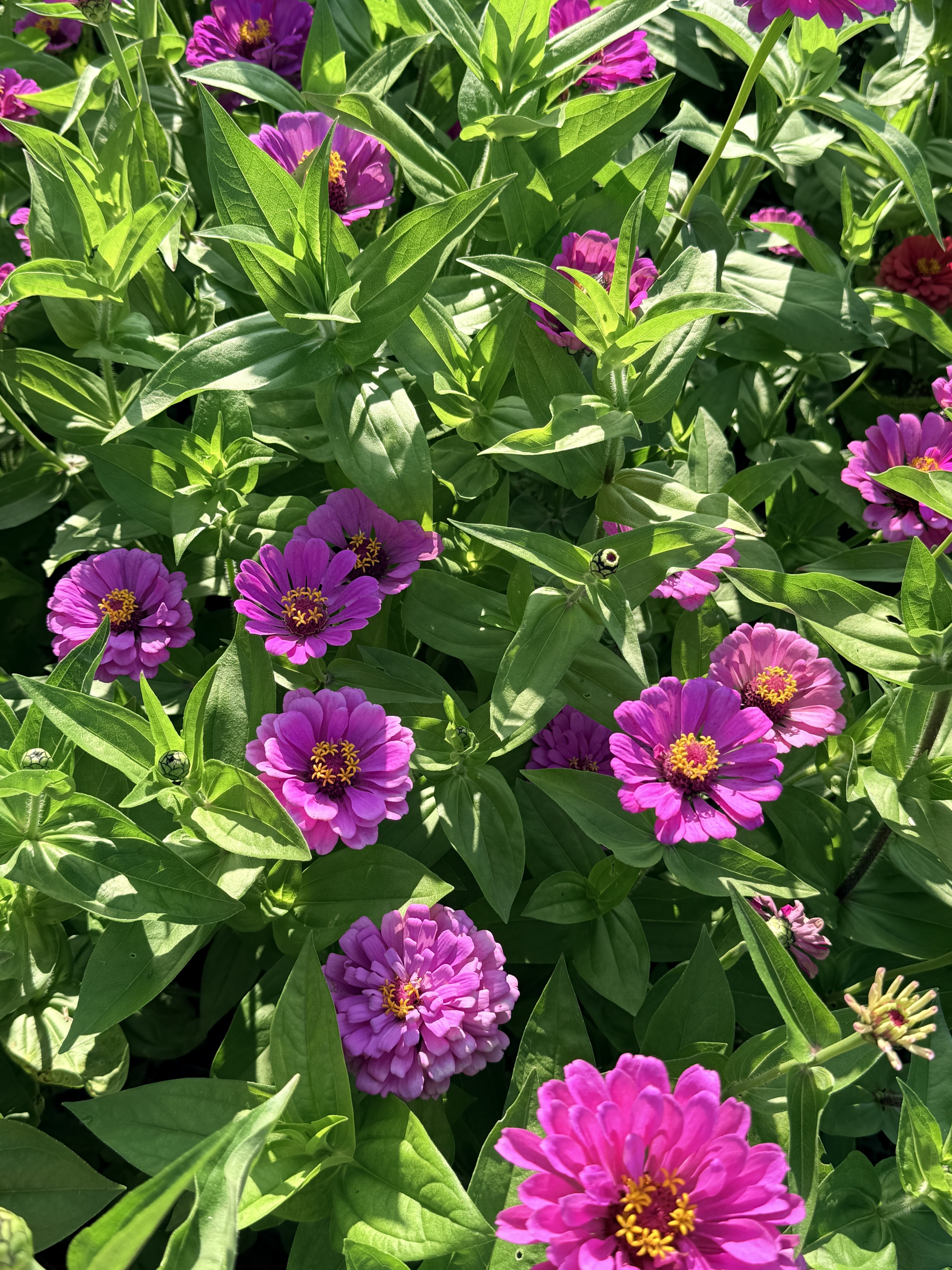 ZINNIA elegans Benary's Giant Purple