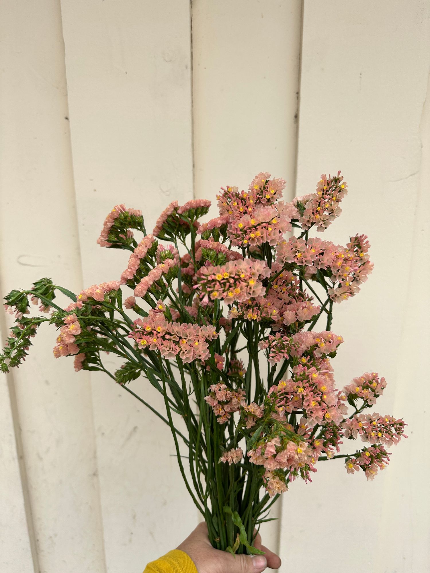 LIMONIUM sinuatum QIS Apricot