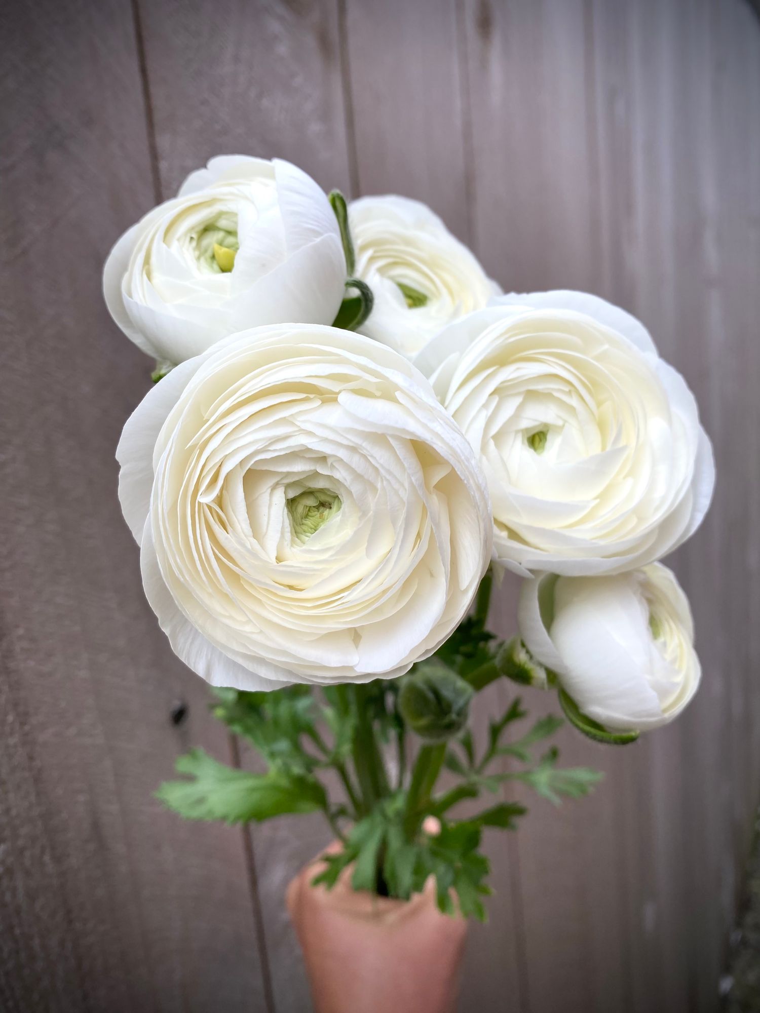 RANUNCULUS Half Clone Iceberg