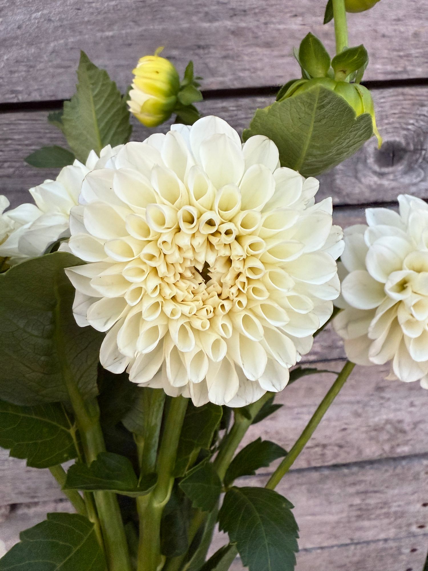 DAHLIA Boom Boom White