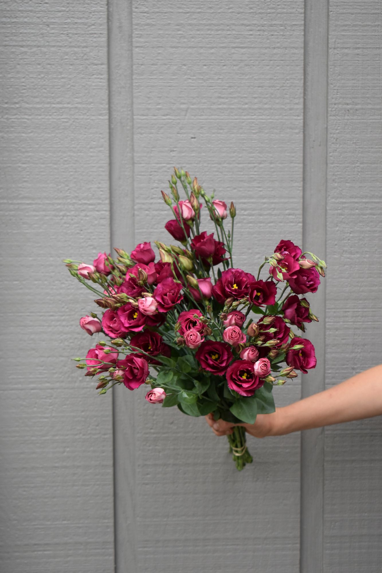EUSTOMA grandiflorum Croma 1